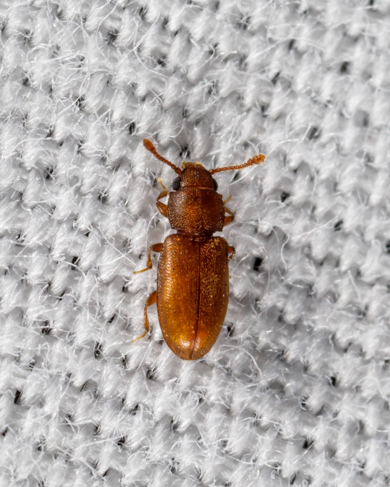 Ahasverus advena