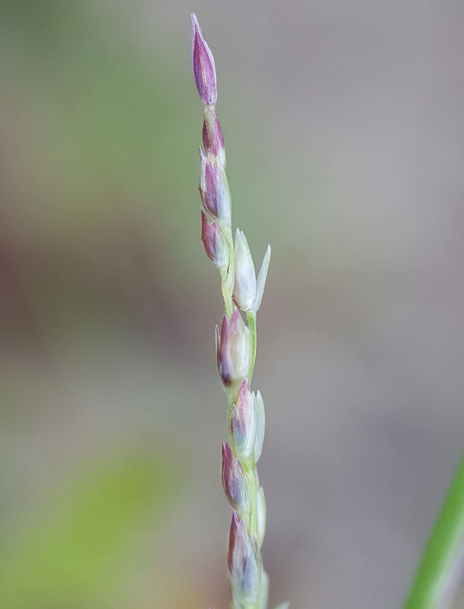 Sporobolus neglectus