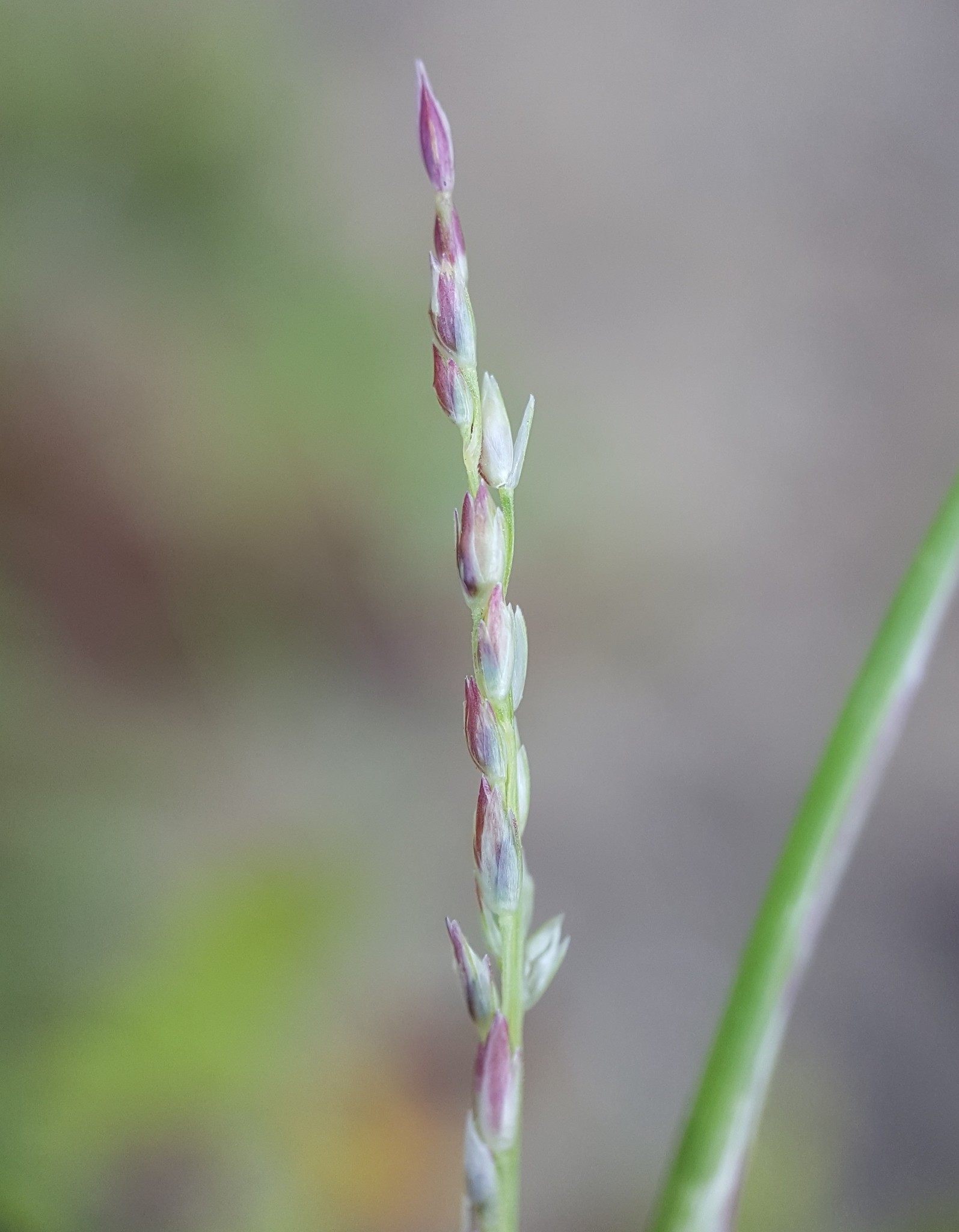 Sporobolus neglectus