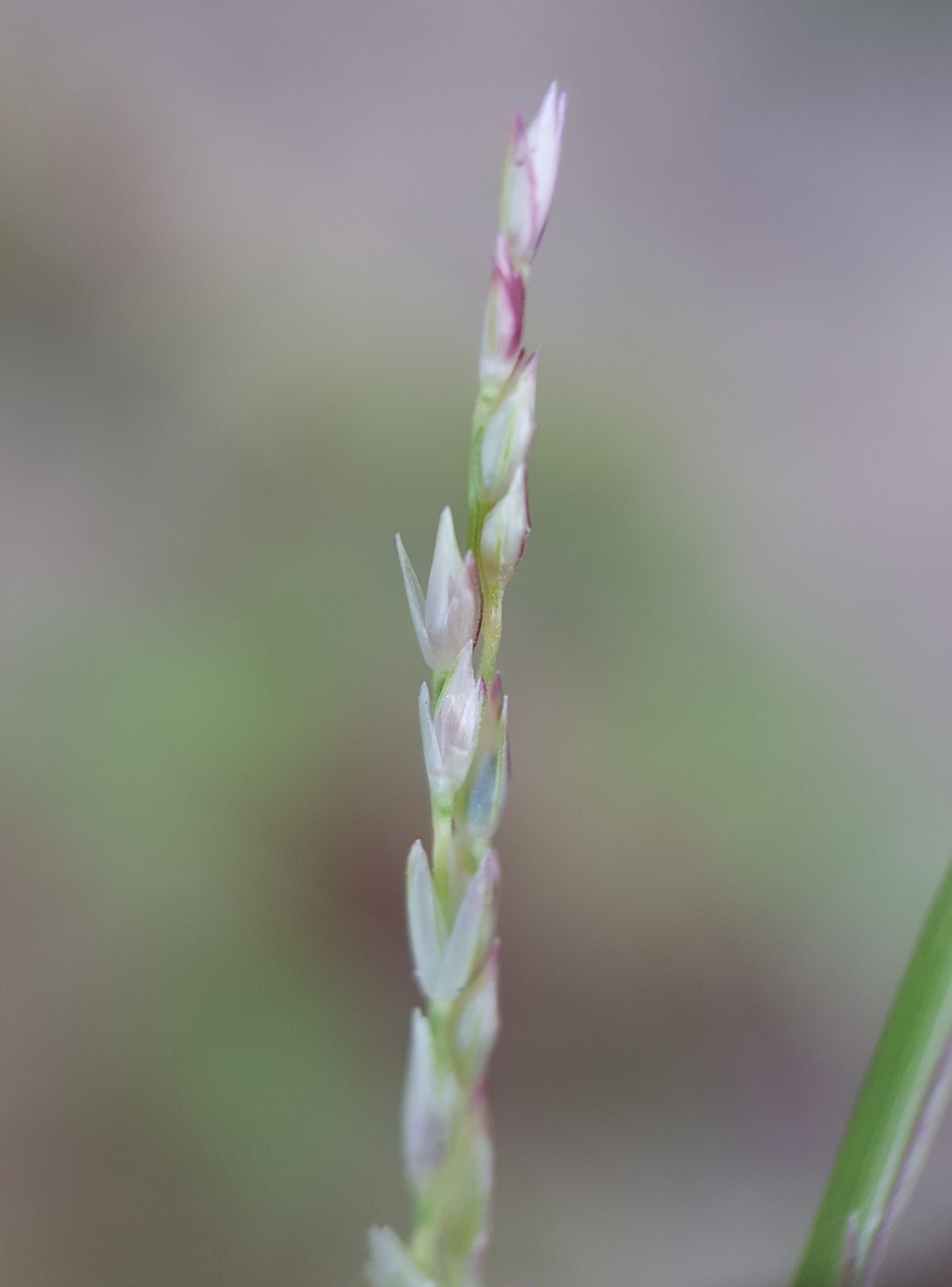Sporobolus neglectus