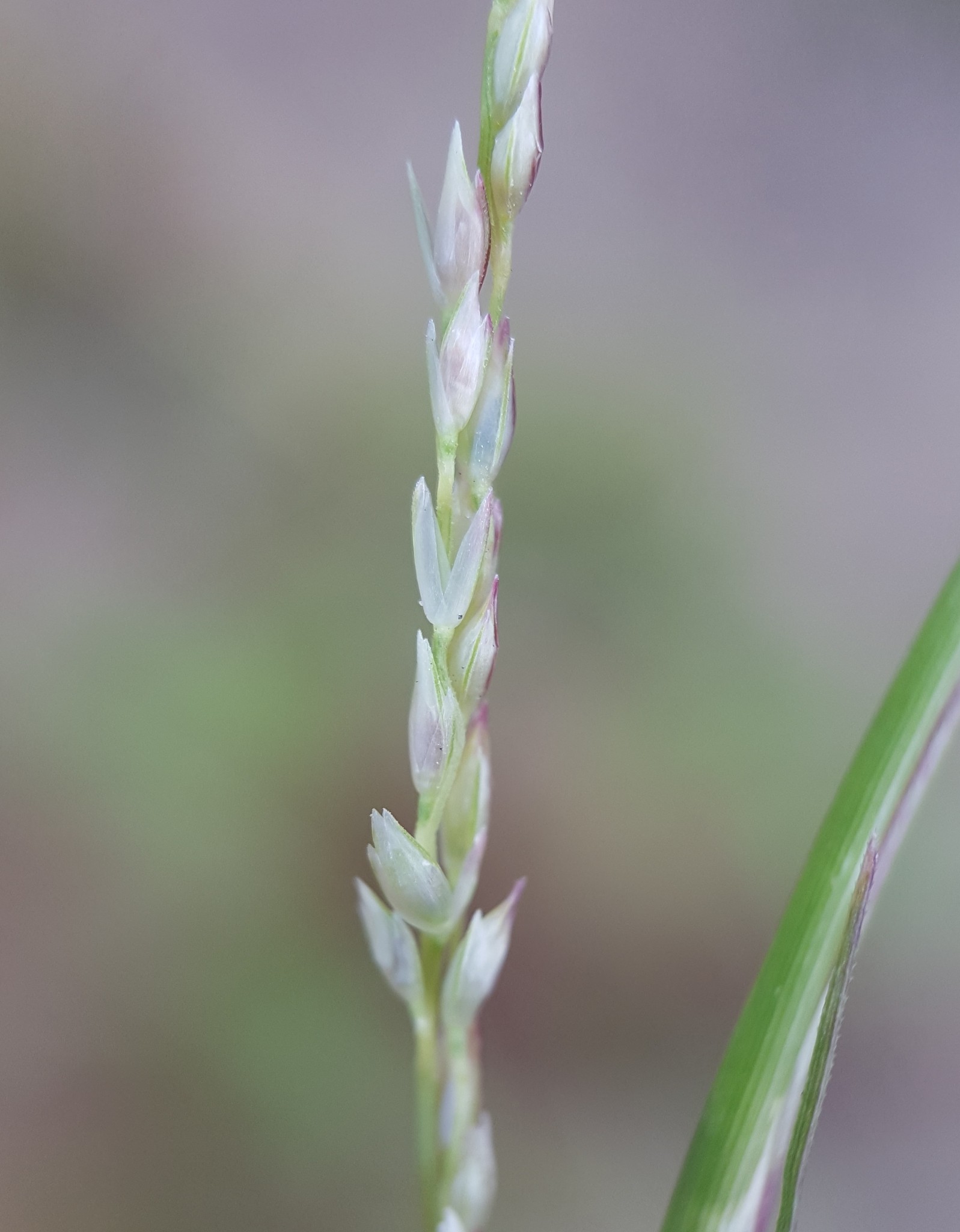Sporobolus neglectus