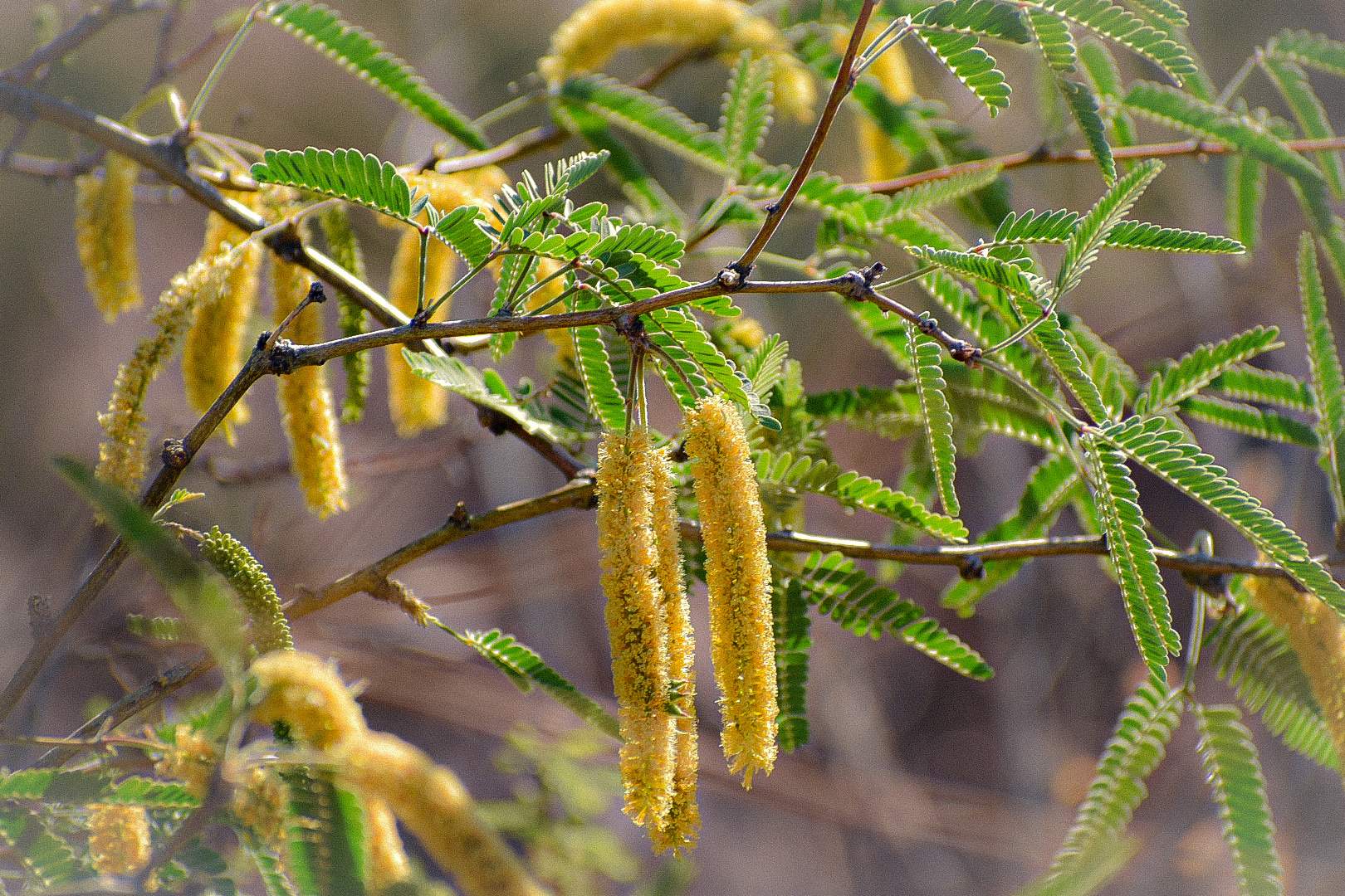 Neltuma velutina