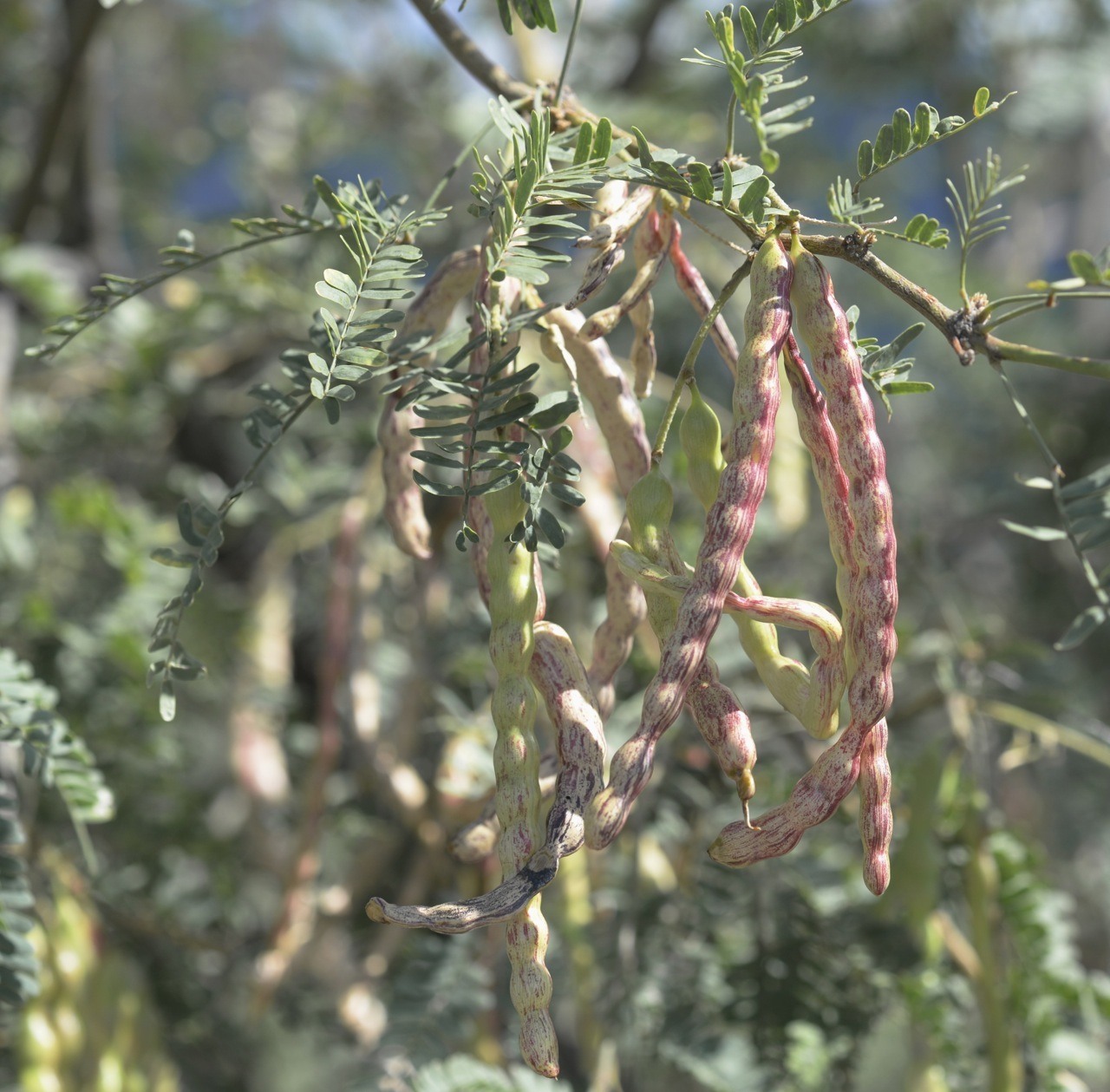 Neltuma velutina