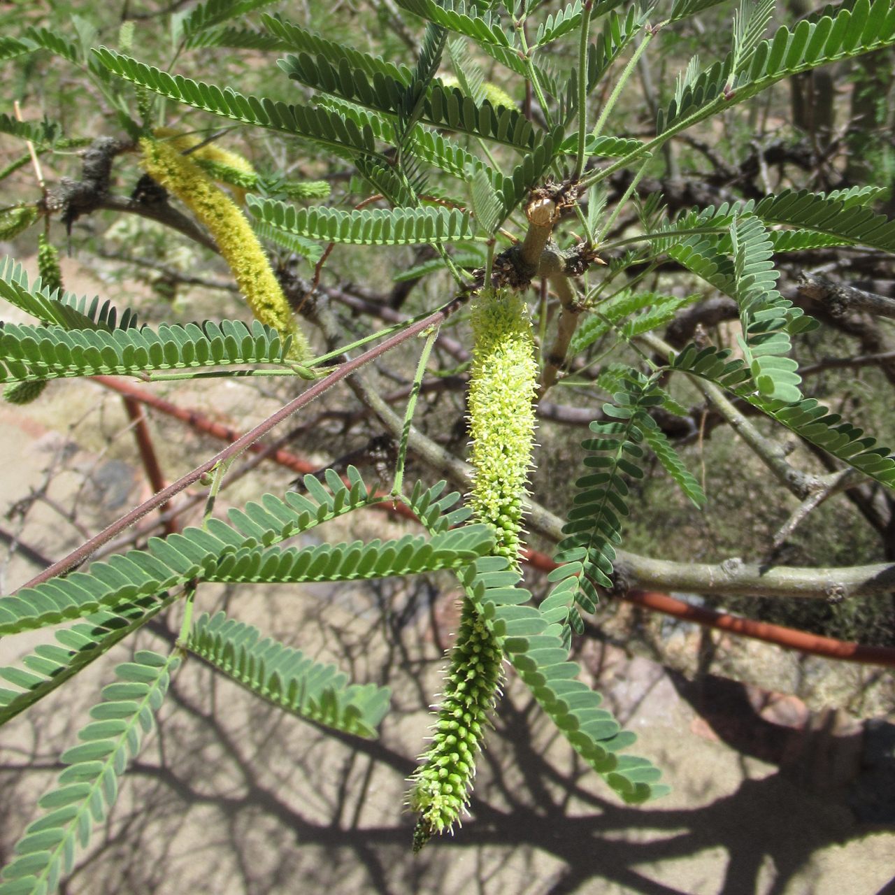 Neltuma velutina