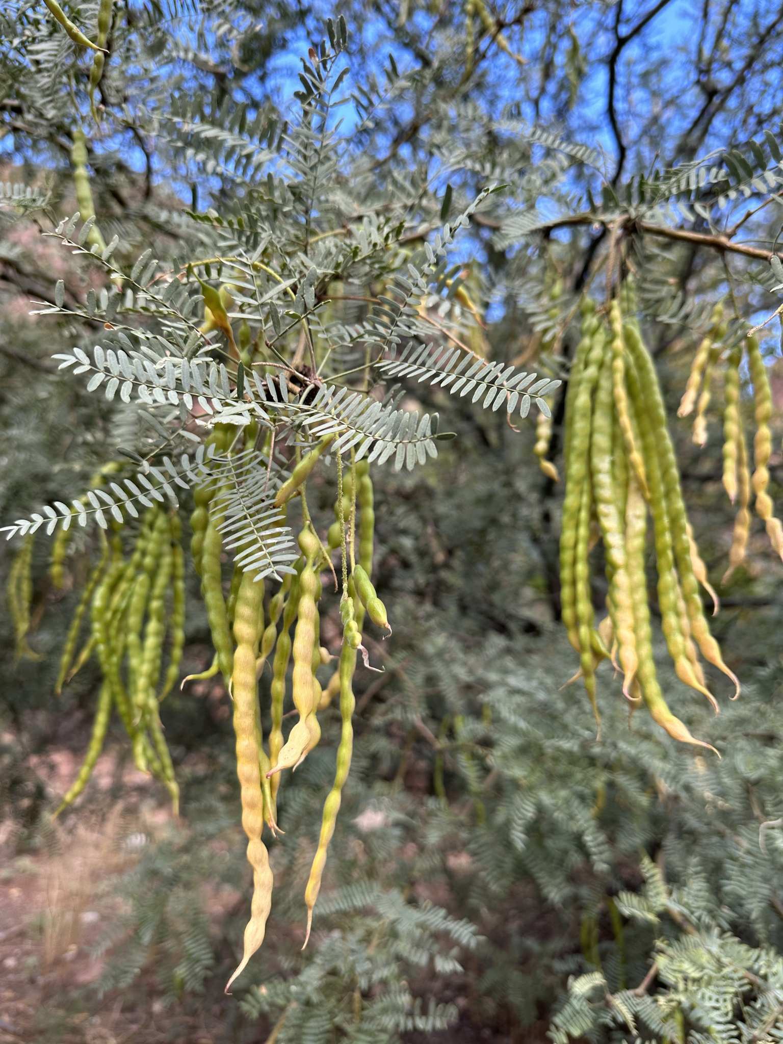 Neltuma velutina