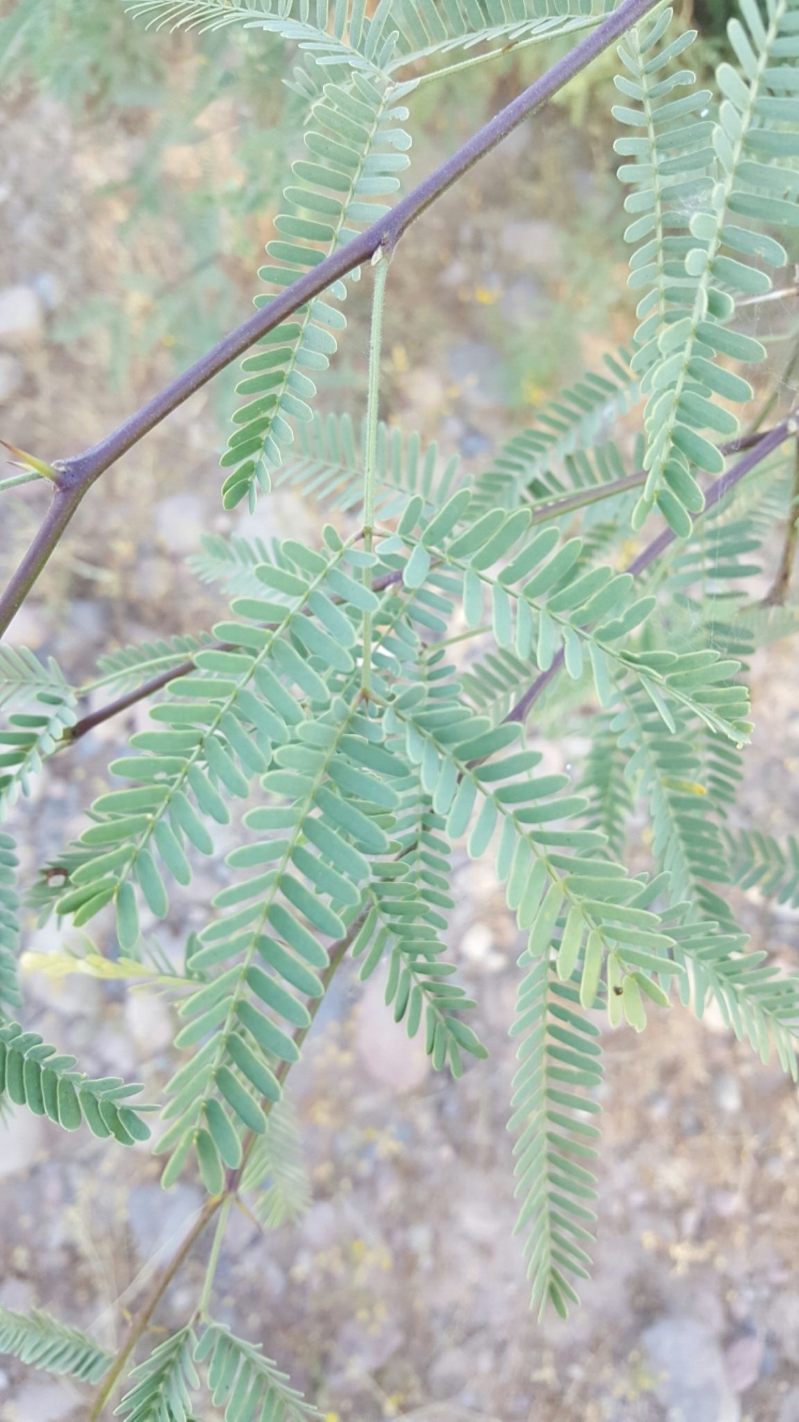 Neltuma velutina