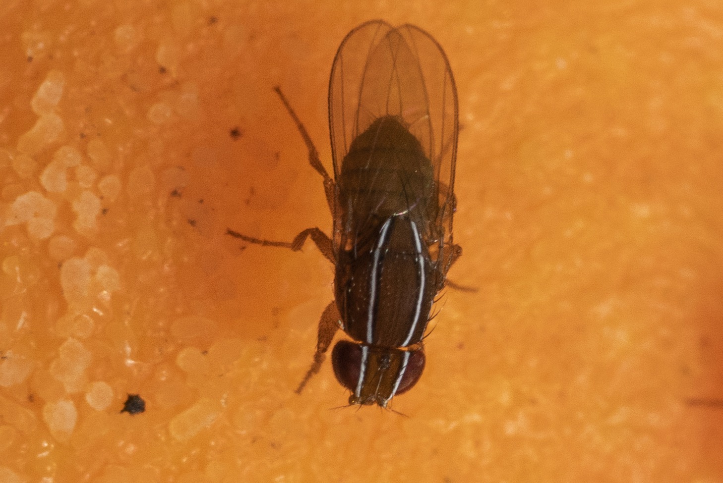 Zaprionus tuberculatus