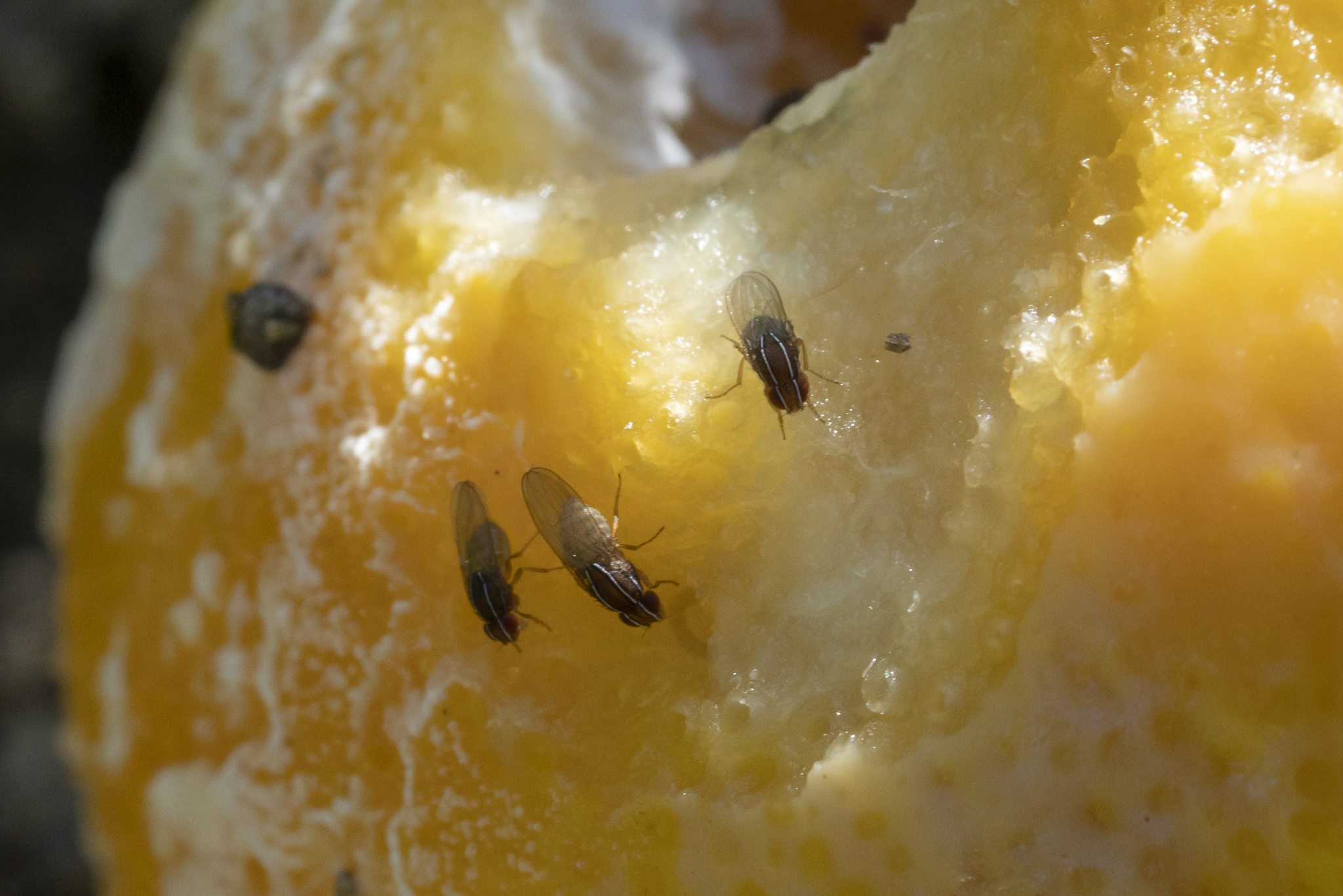 Zaprionus tuberculatus