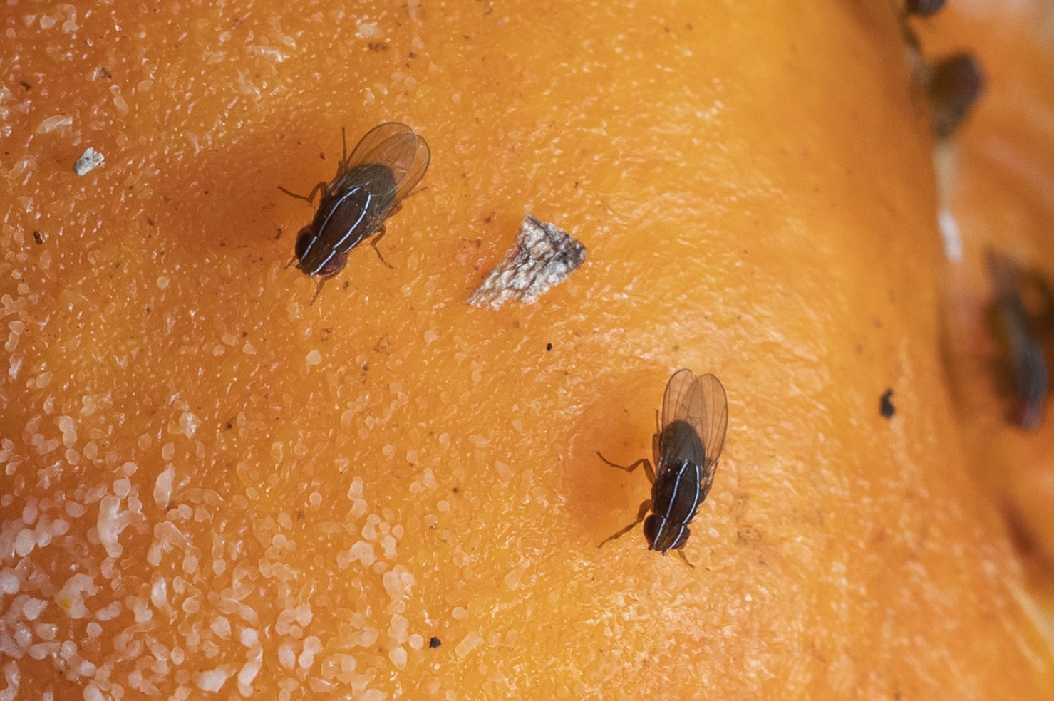 Zaprionus tuberculatus