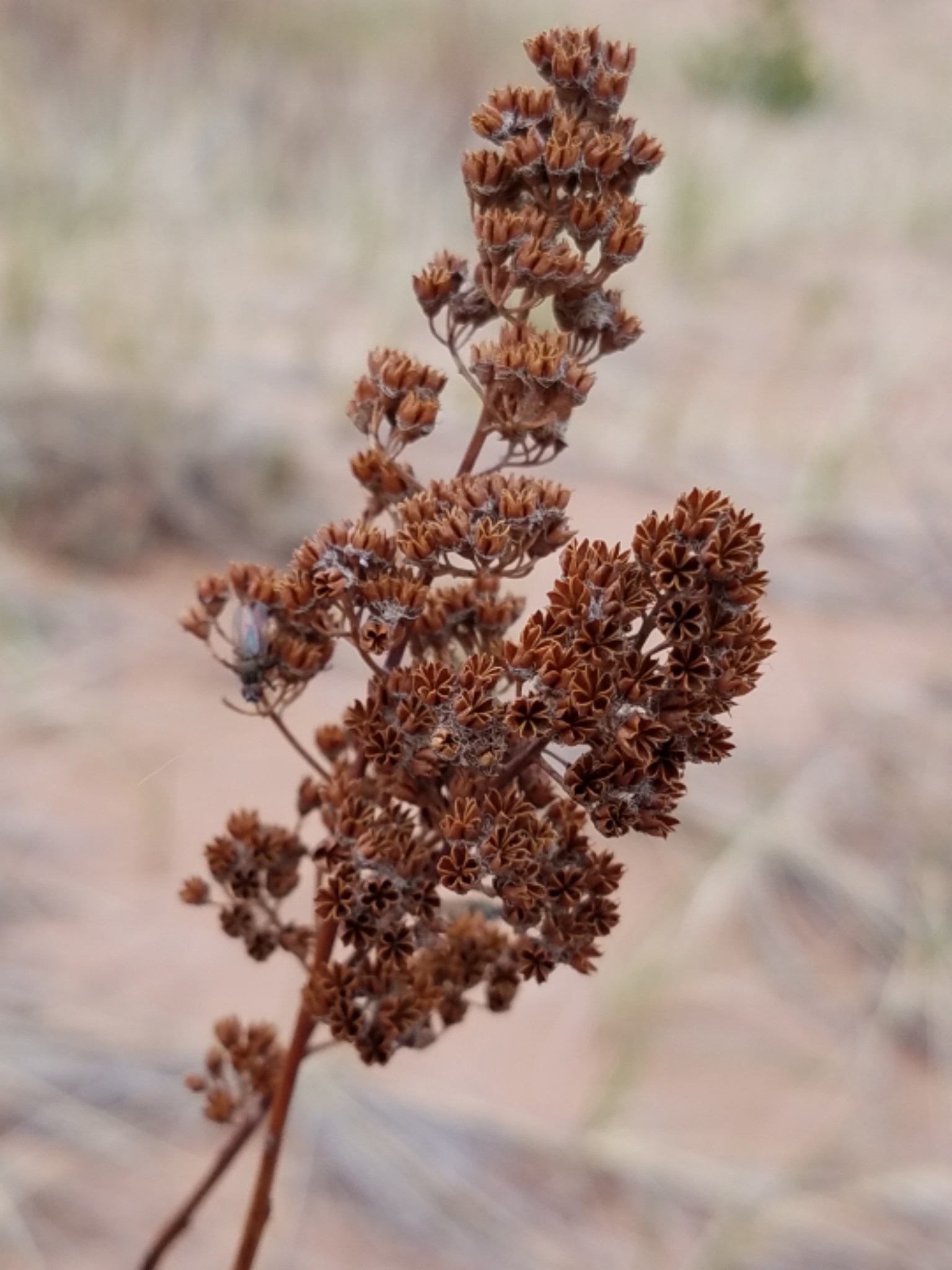 Spiraea alba