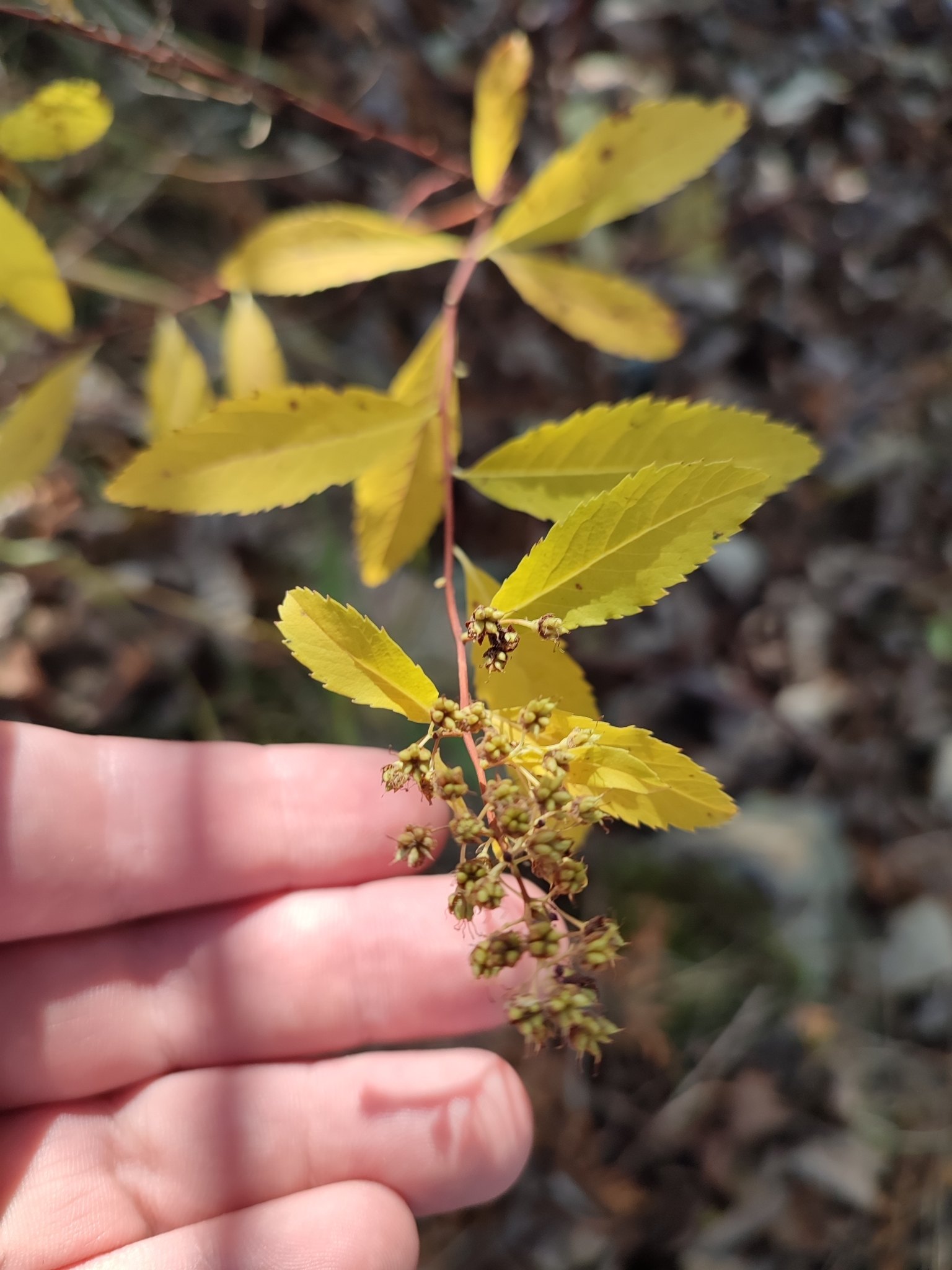 Spiraea alba