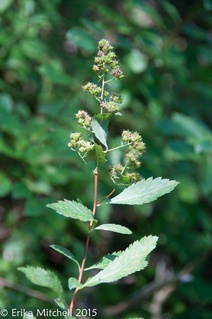 Spiraea alba