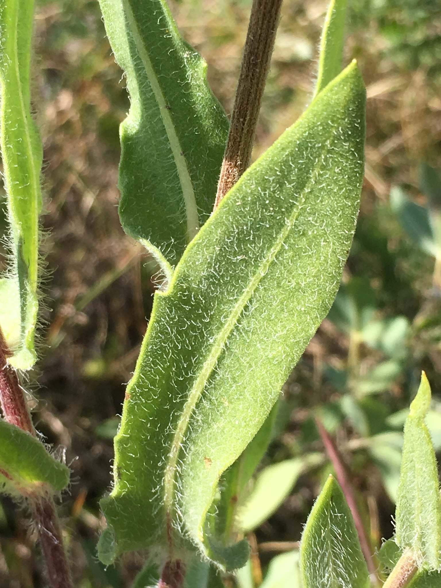 Gaillardia aristata