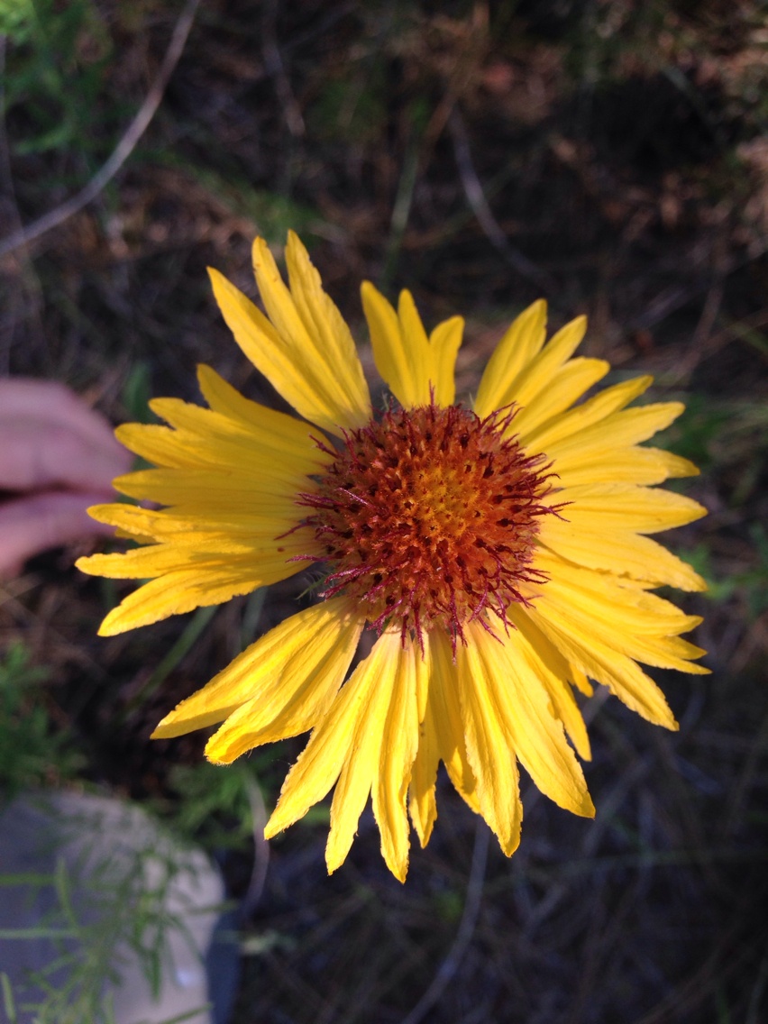 Gaillardia aristata