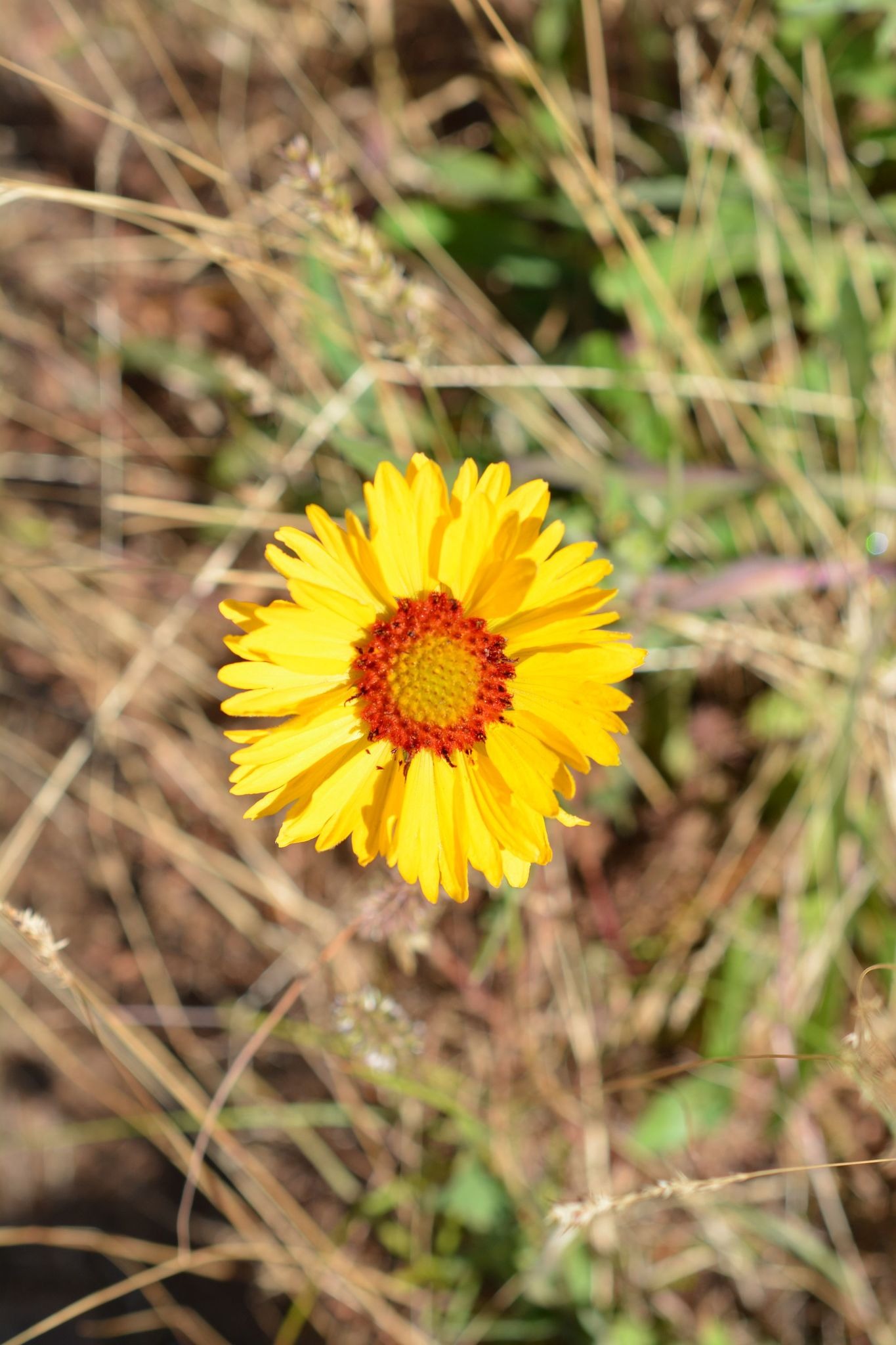 Gaillardia aristata