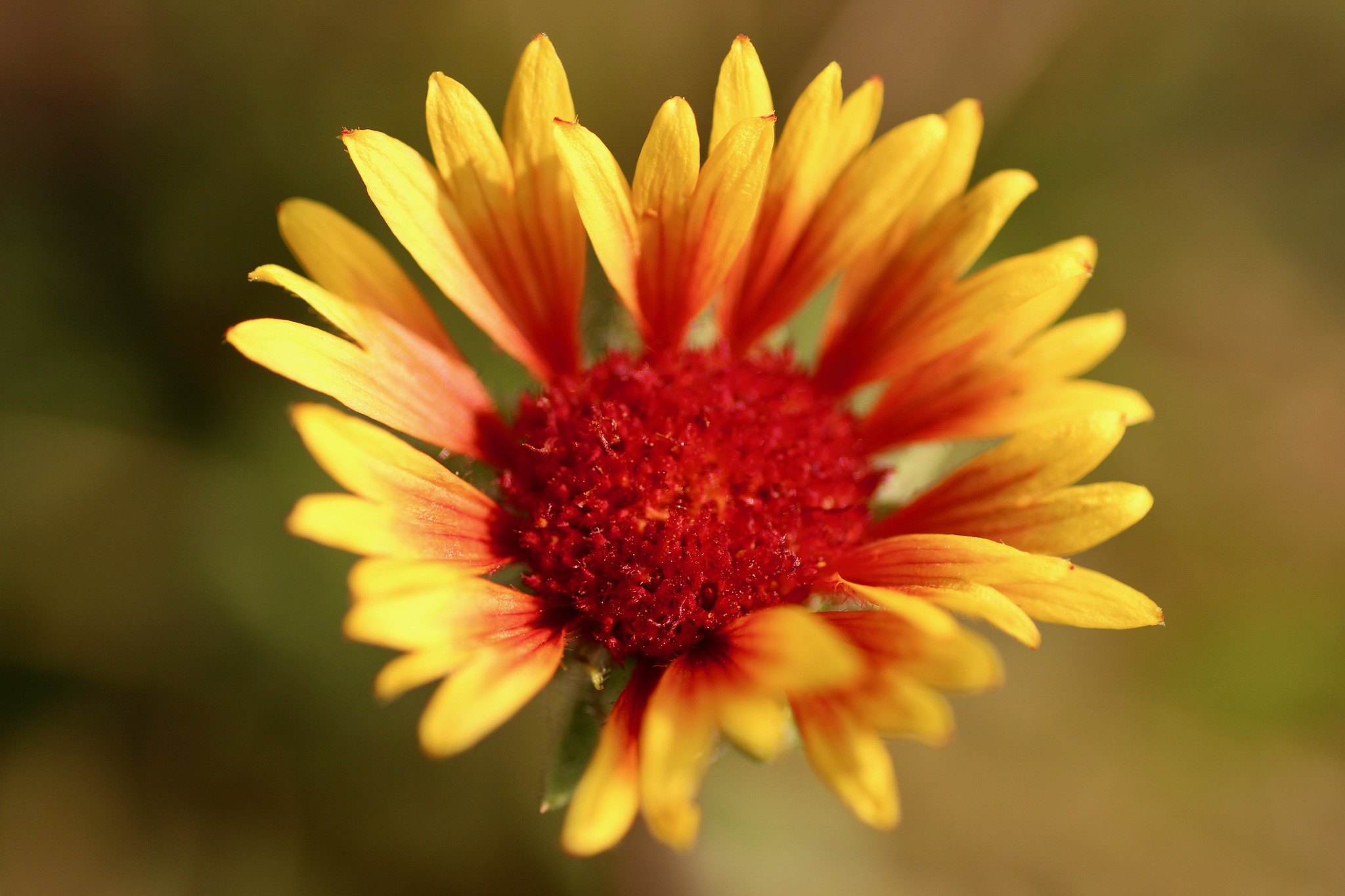 Gaillardia aristata