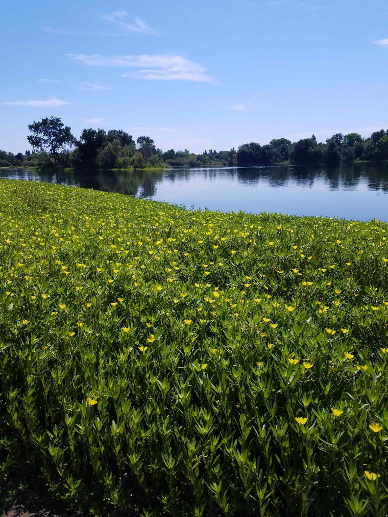 Ludwigia hexapetala