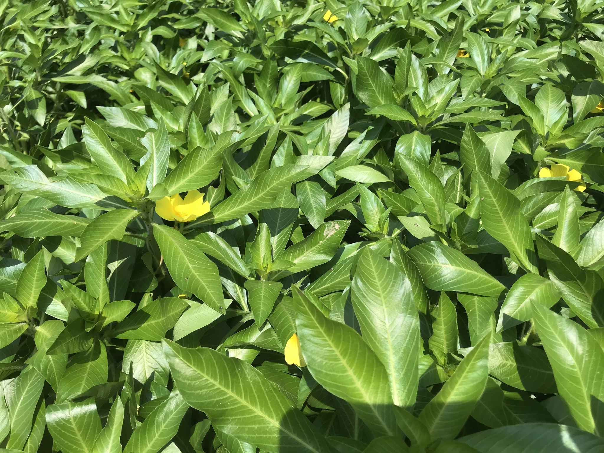 Ludwigia hexapetala