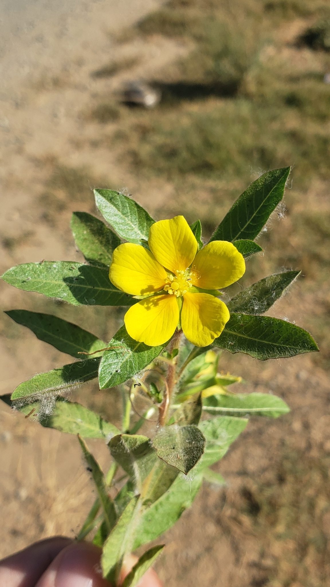 Ludwigia hexapetala
