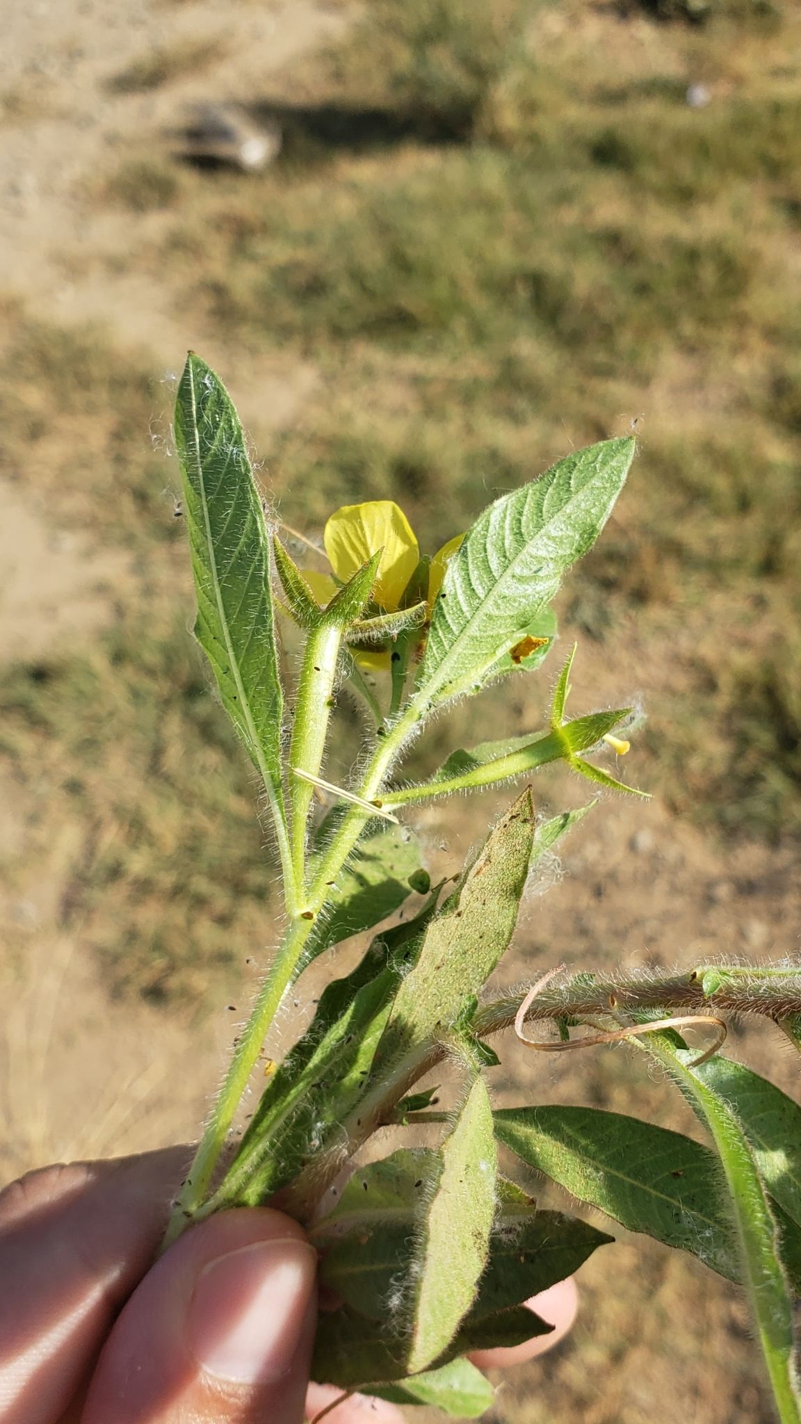 Ludwigia hexapetala
