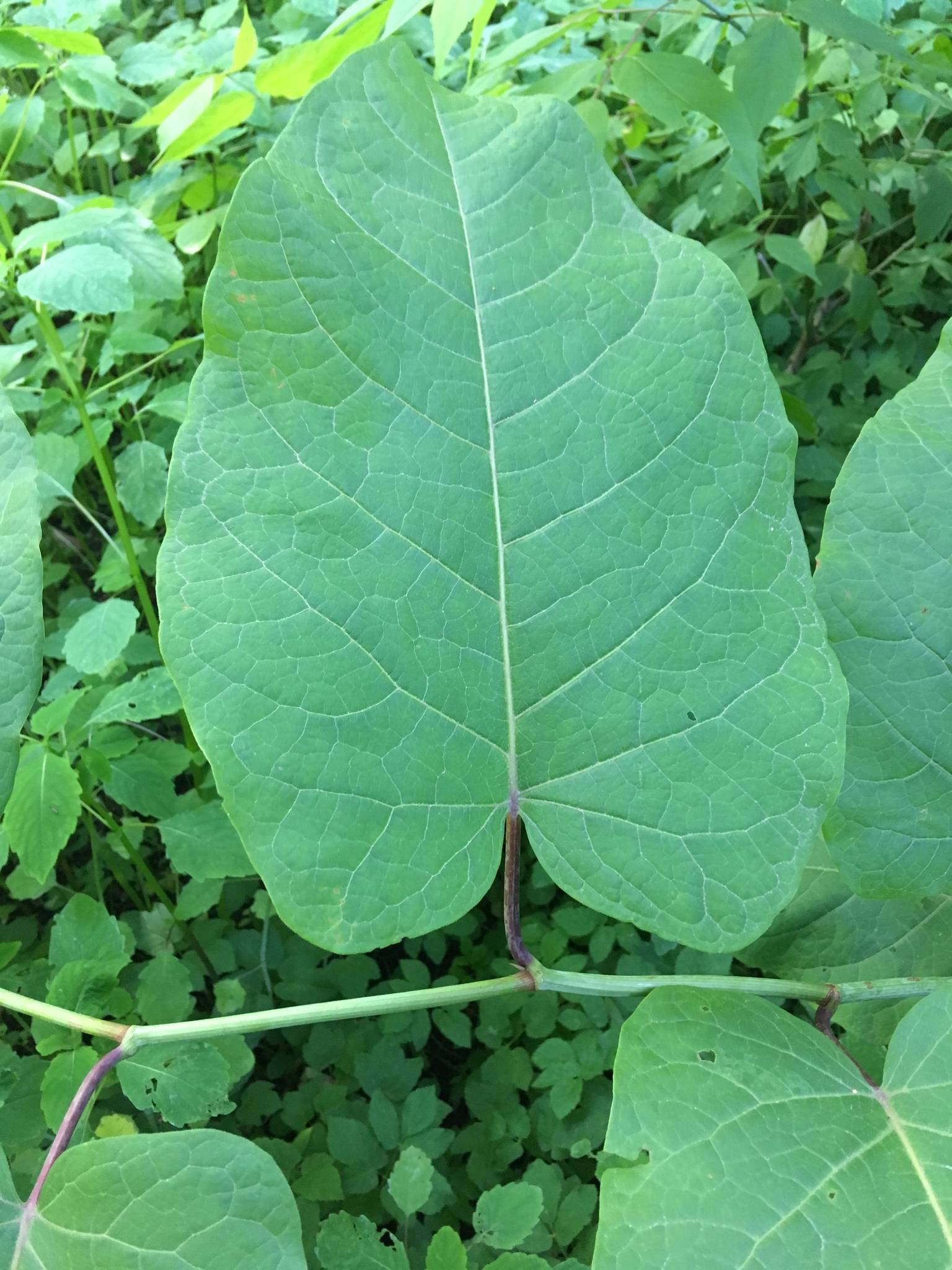 Reynoutria sachalinensis