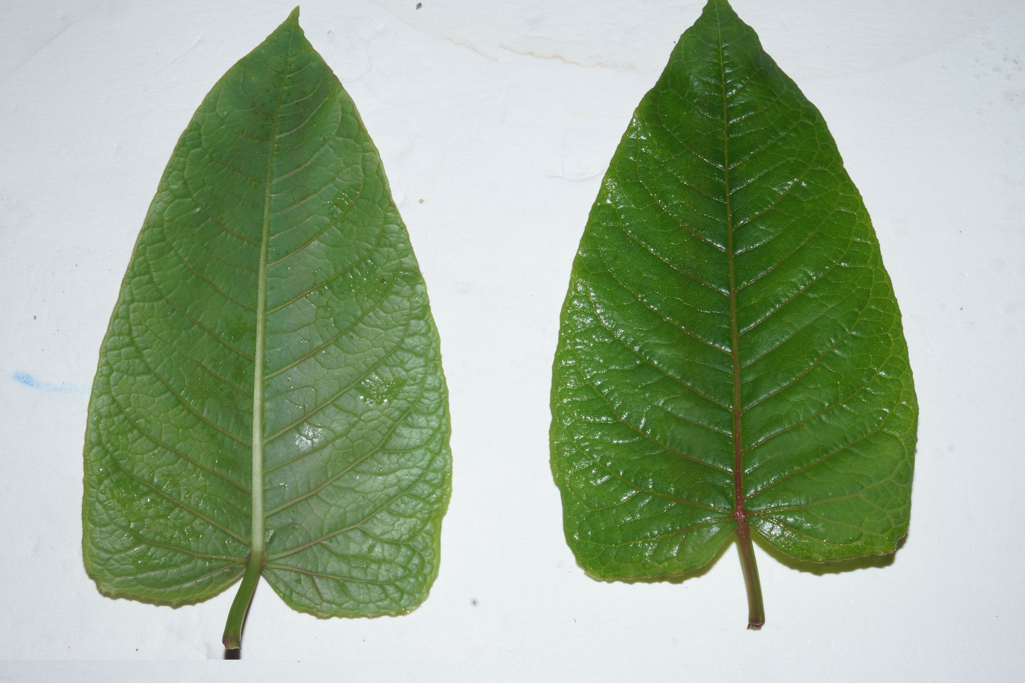 Reynoutria sachalinensis