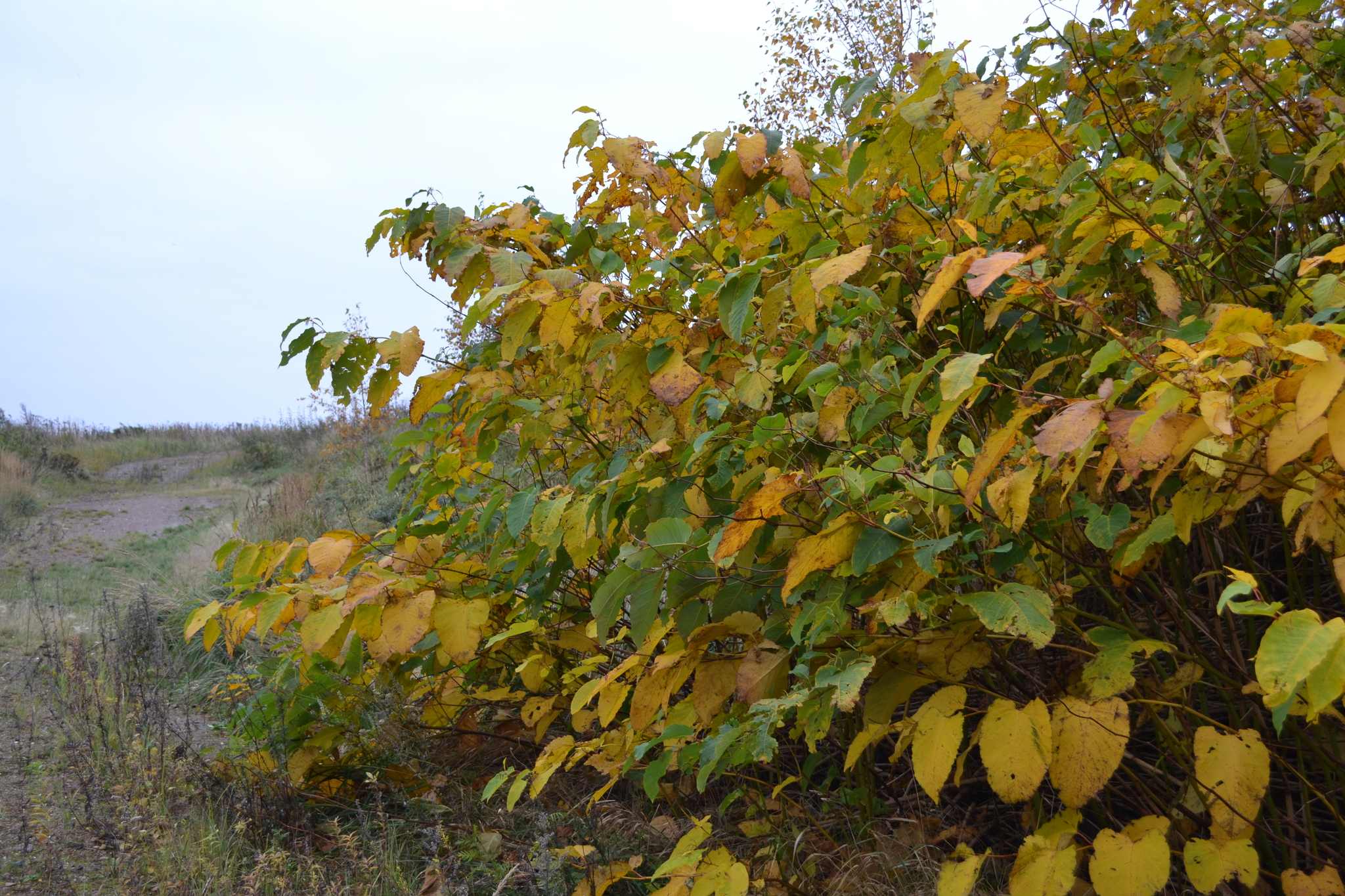 Reynoutria sachalinensis