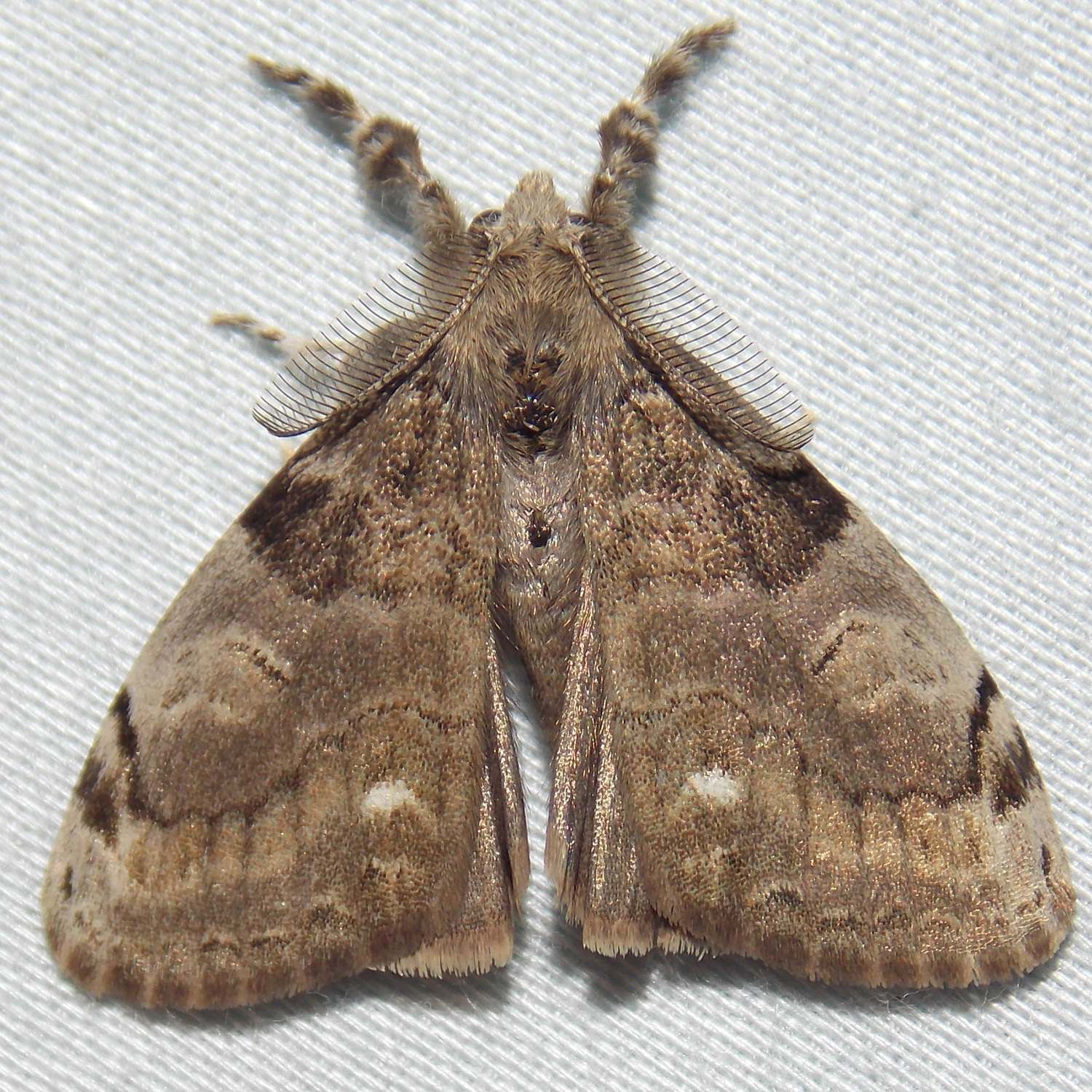 Orgyia leucostigma