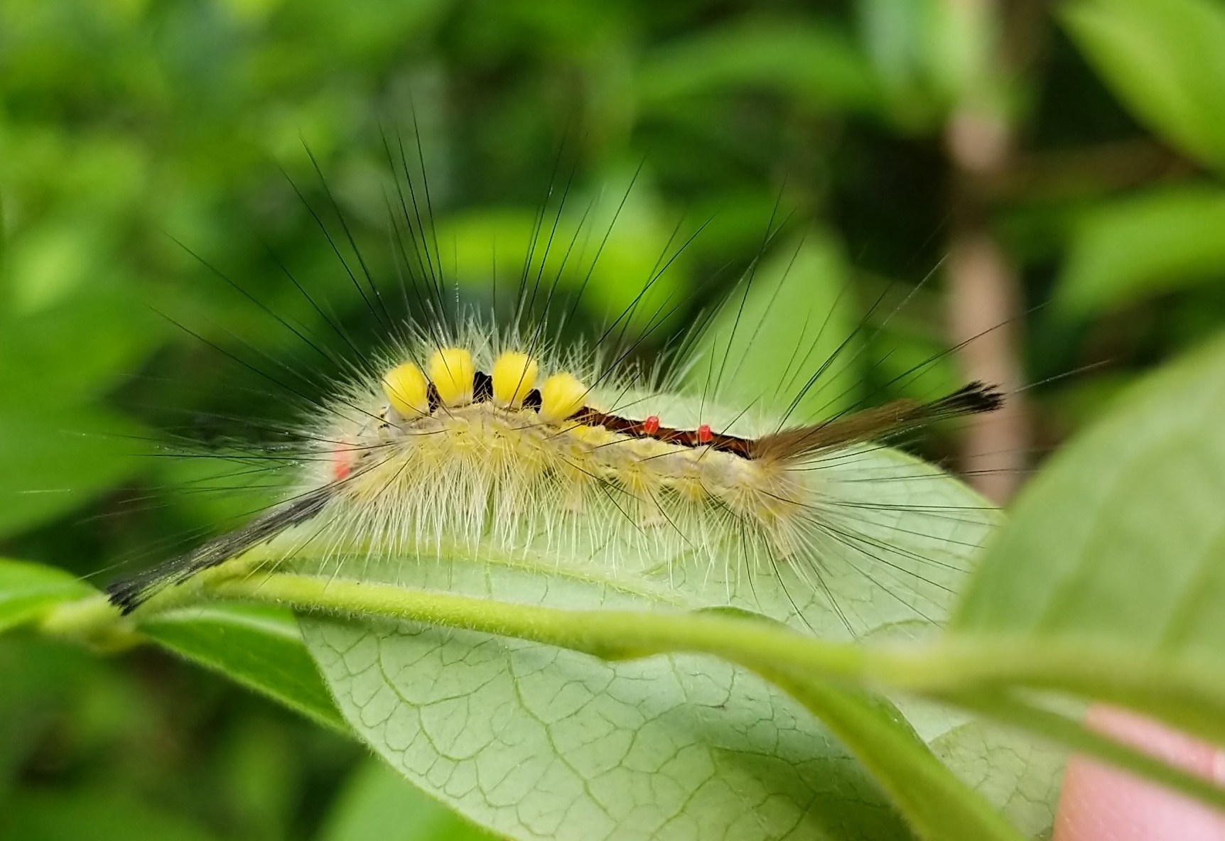 Orgyia leucostigma