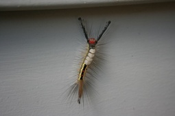 Orgyia leucostigma