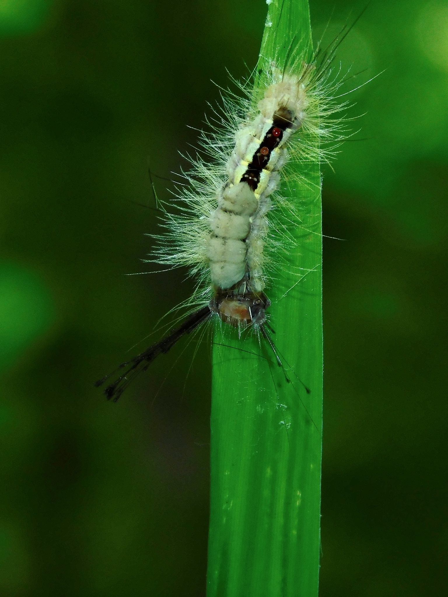 Orgyia leucostigma