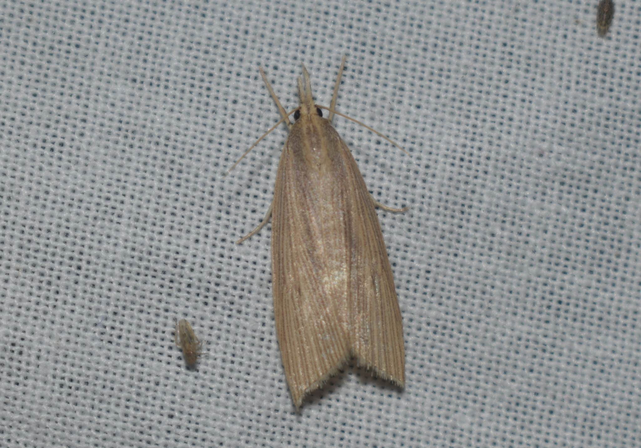 Chilo sacchariphagus