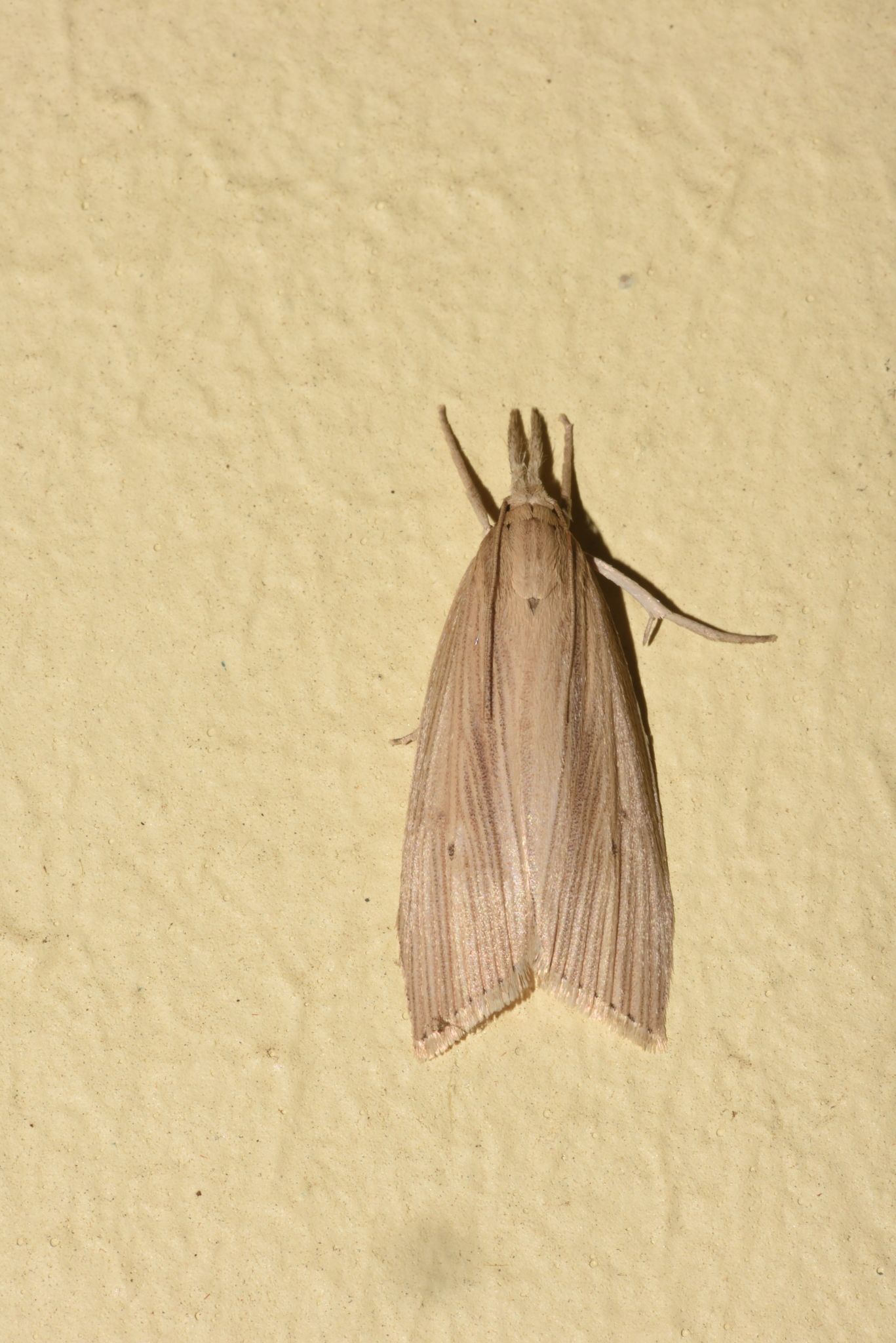 Chilo sacchariphagus
