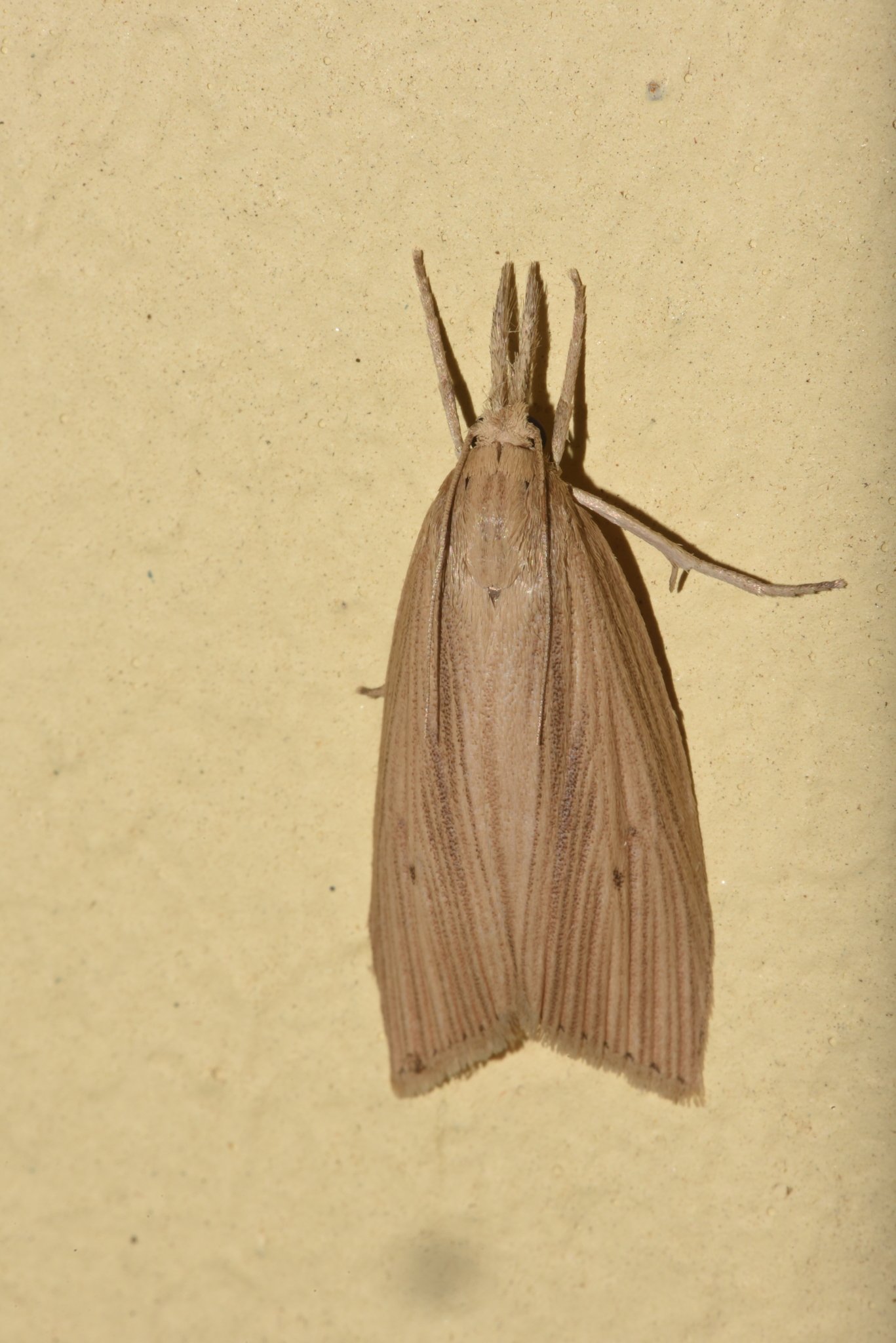 Chilo sacchariphagus