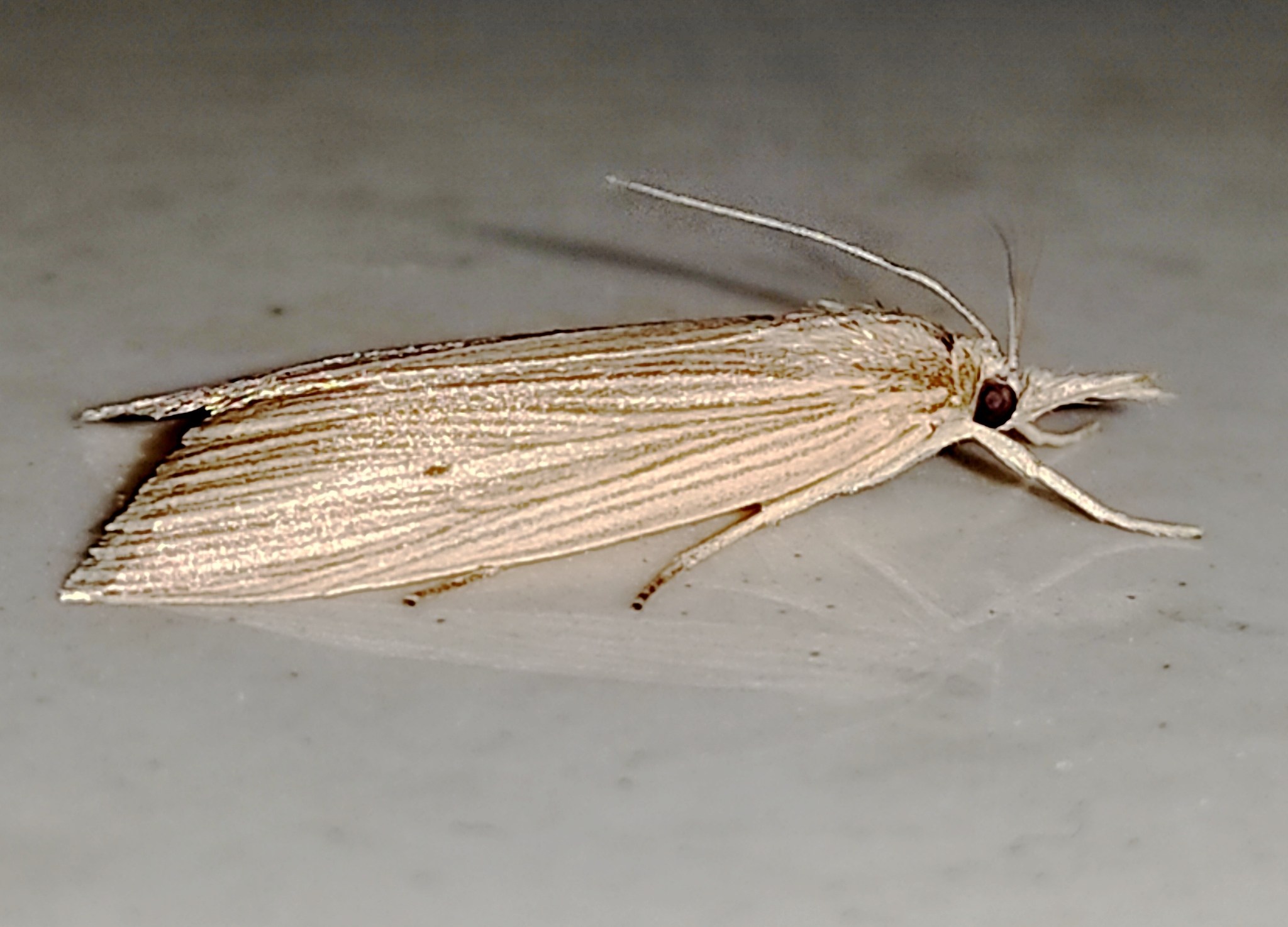 Chilo sacchariphagus