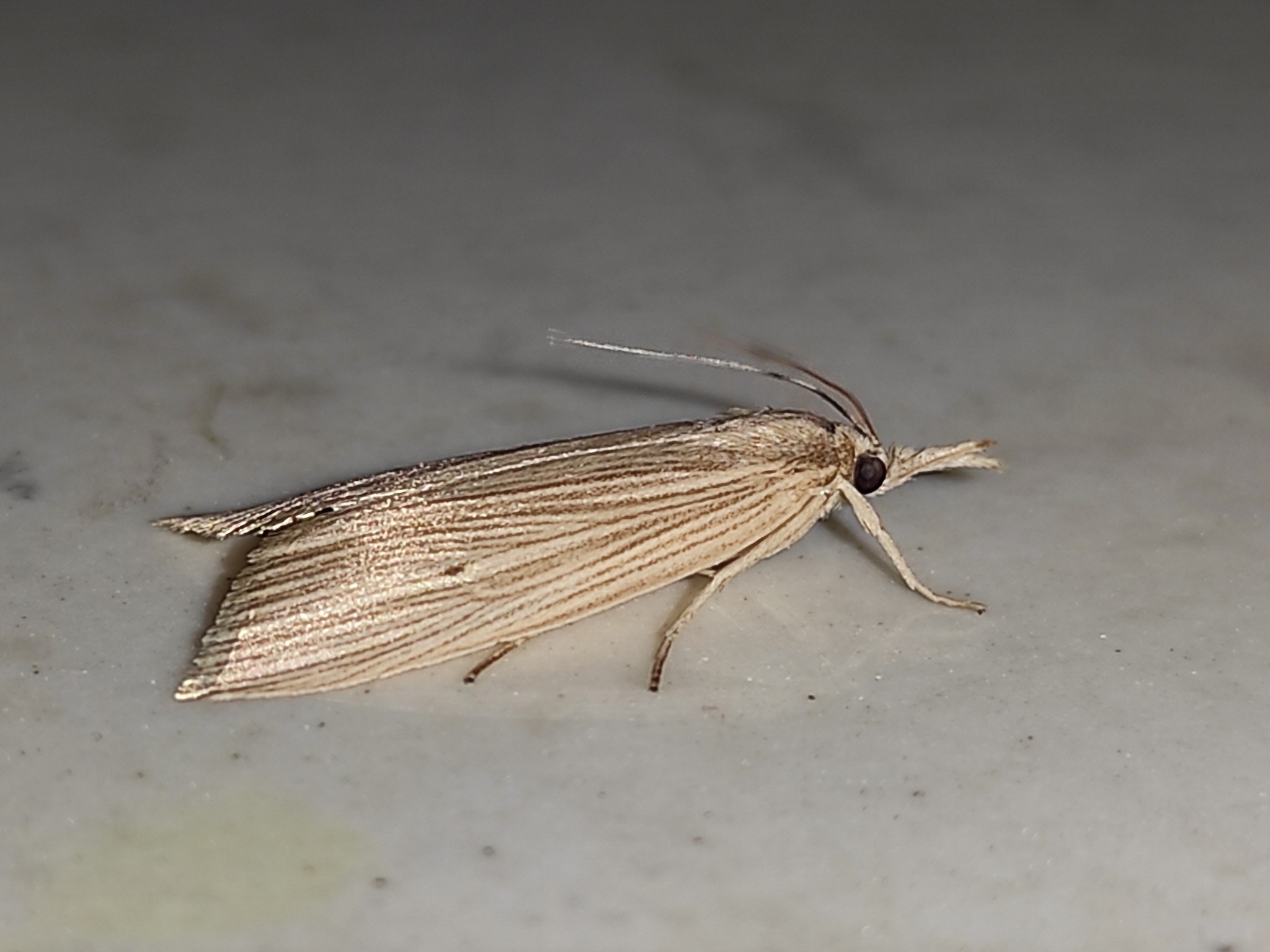 Chilo sacchariphagus