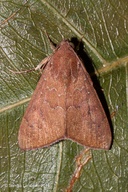 Anomis illita