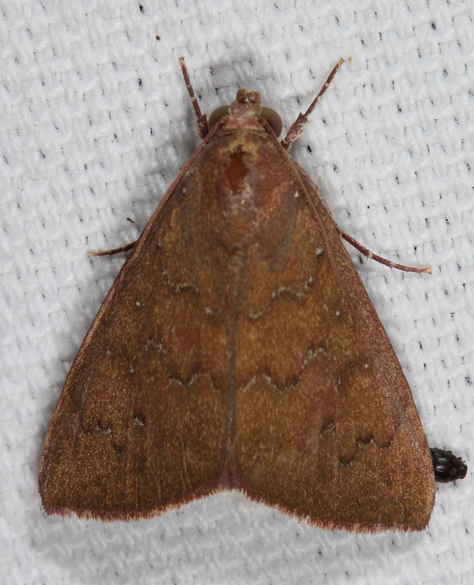 Anomis illita