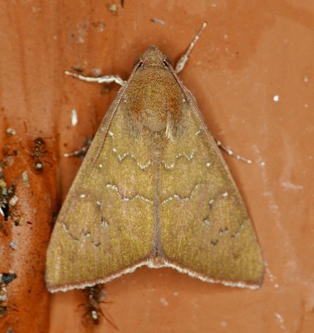Anomis illita