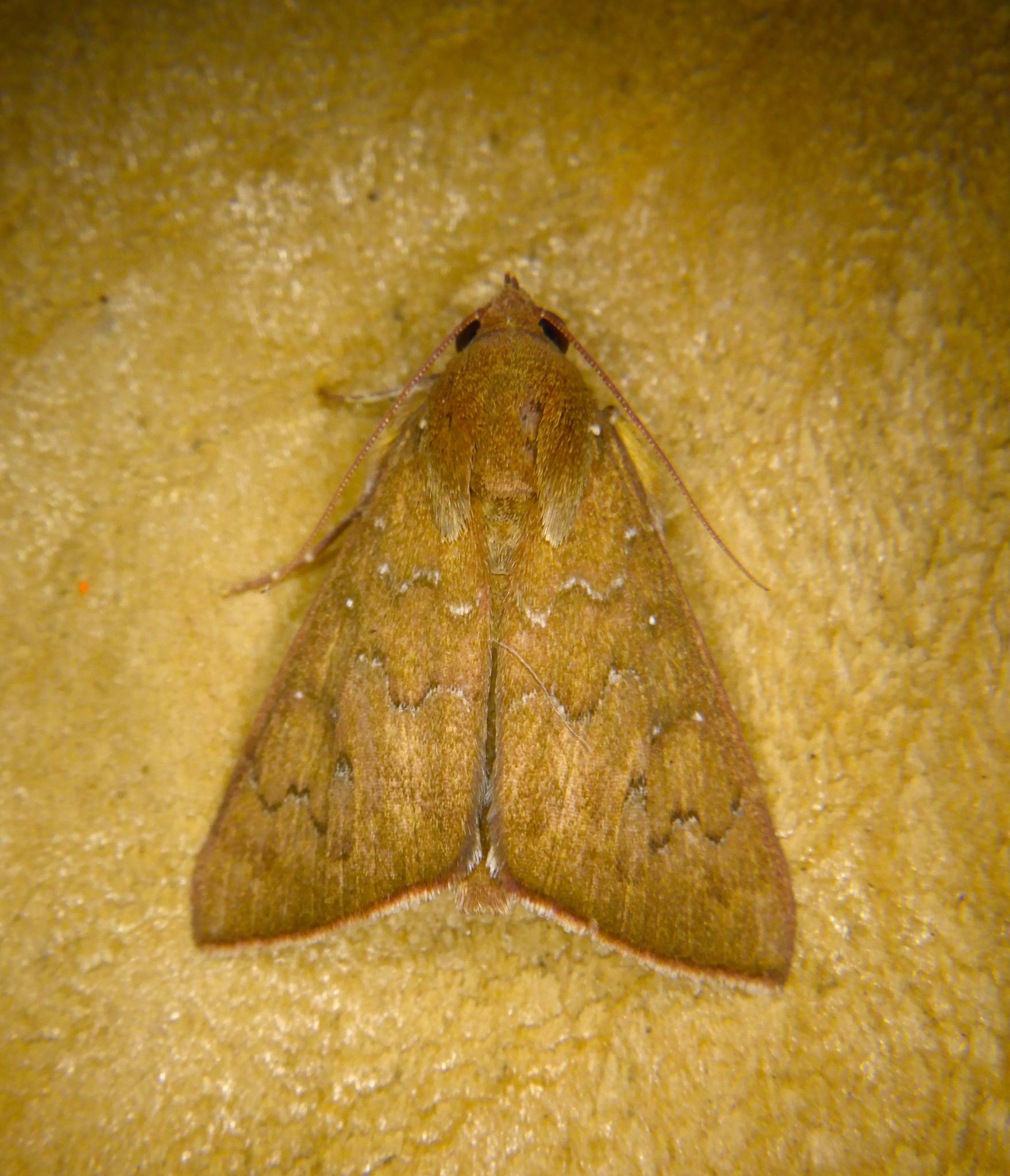 Anomis illita