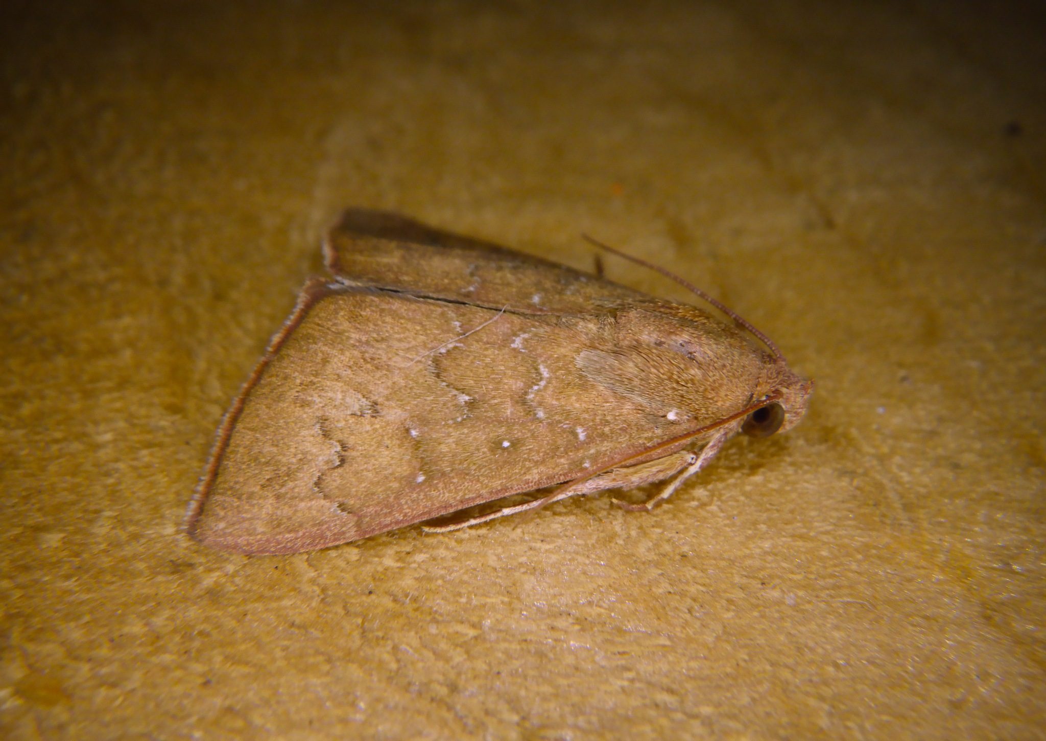 Anomis illita