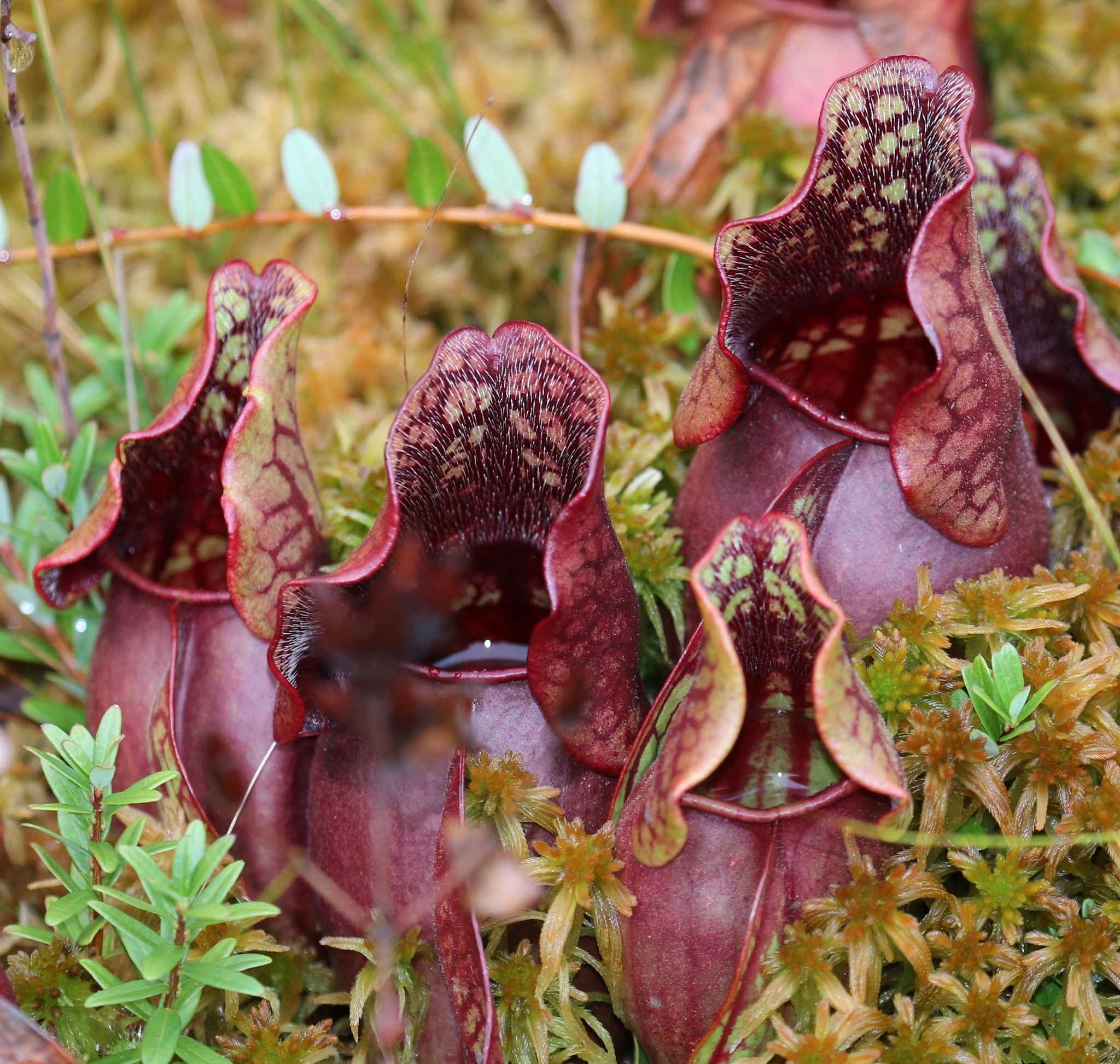 Sarracenia purpurea