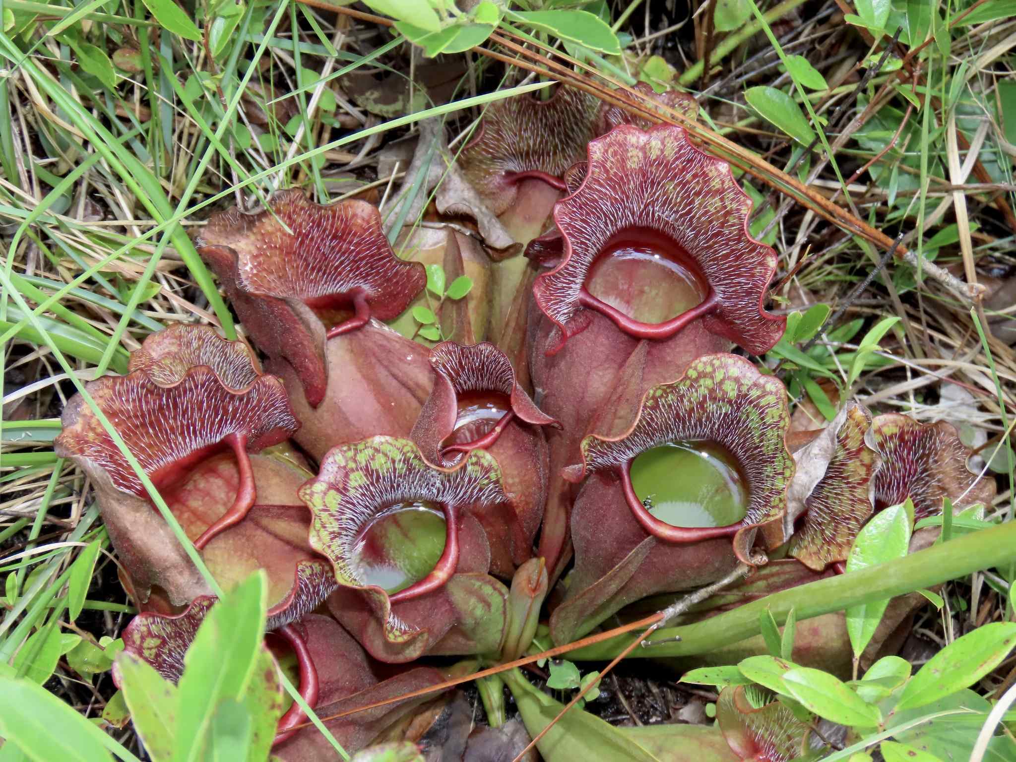 Sarracenia purpurea