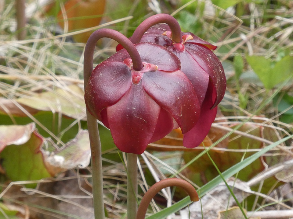 Sarracenia purpurea