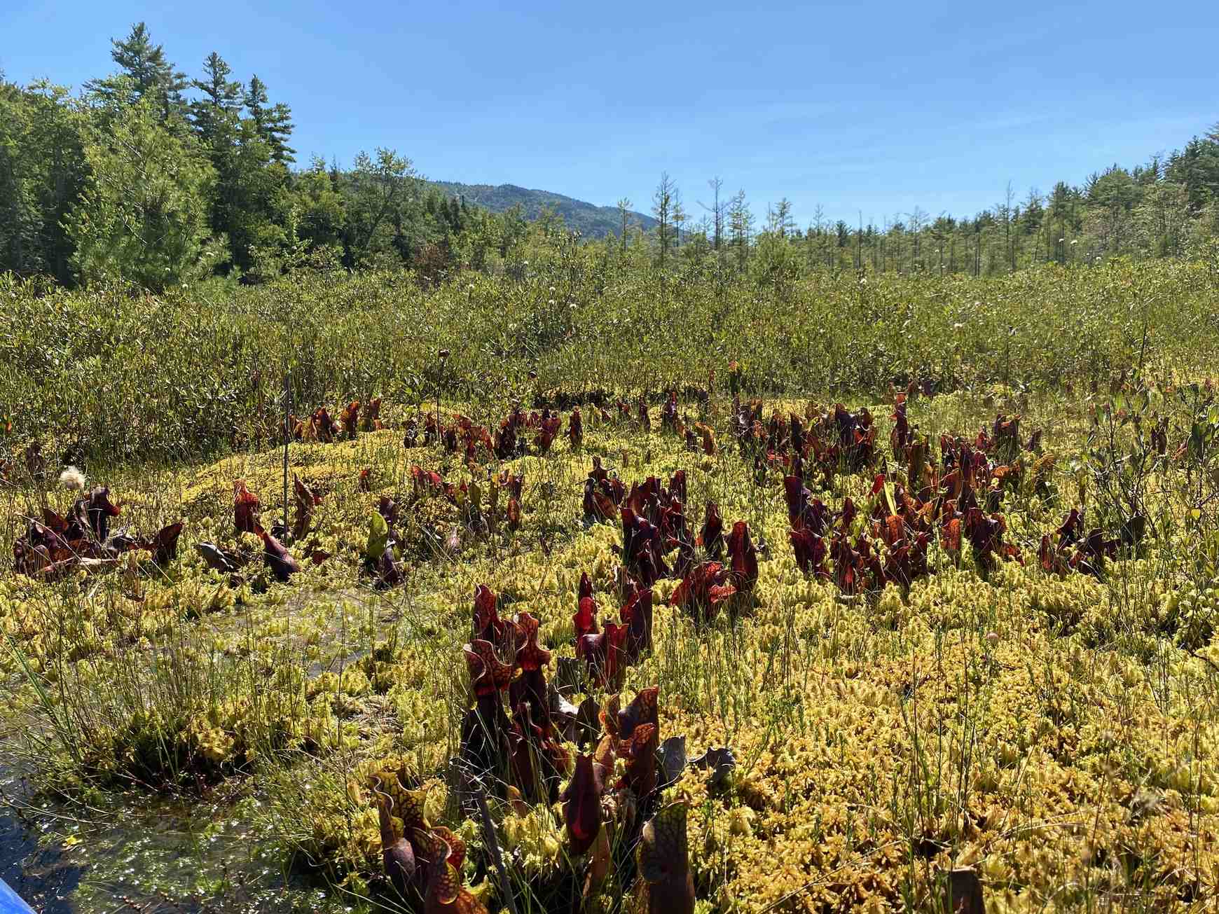 Sarracenia purpurea