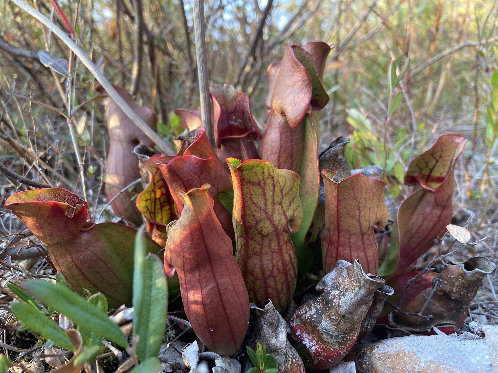 Sarracenia purpurea