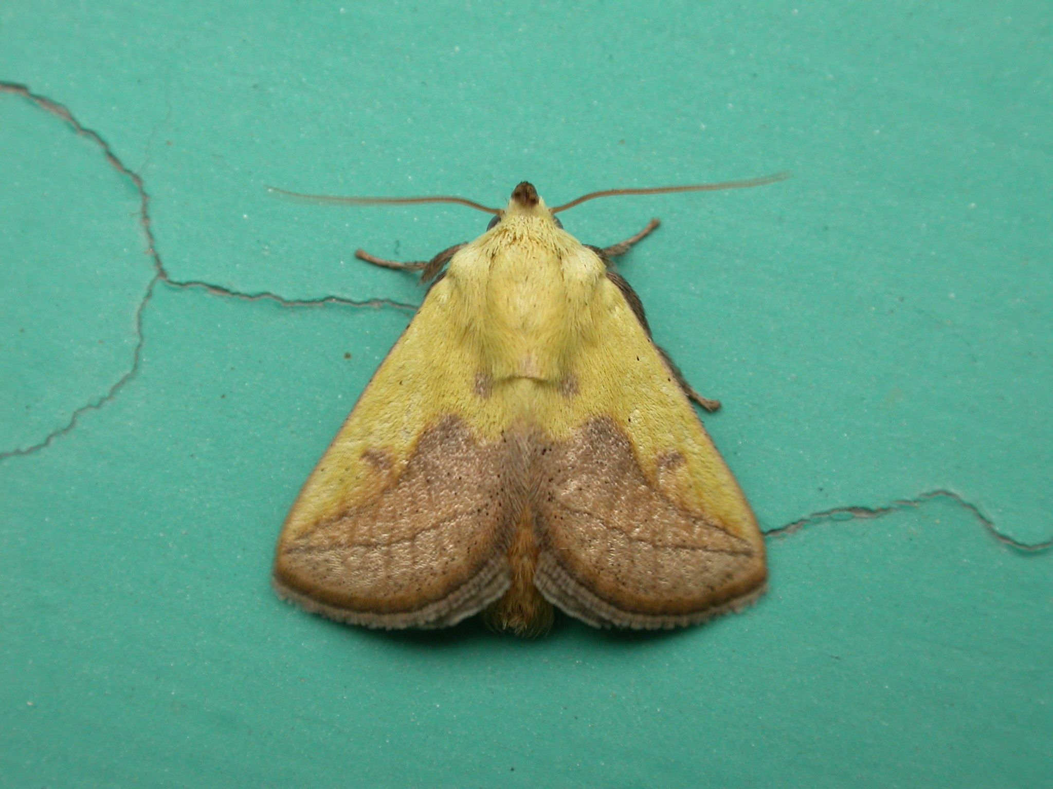 Monema flavescens
