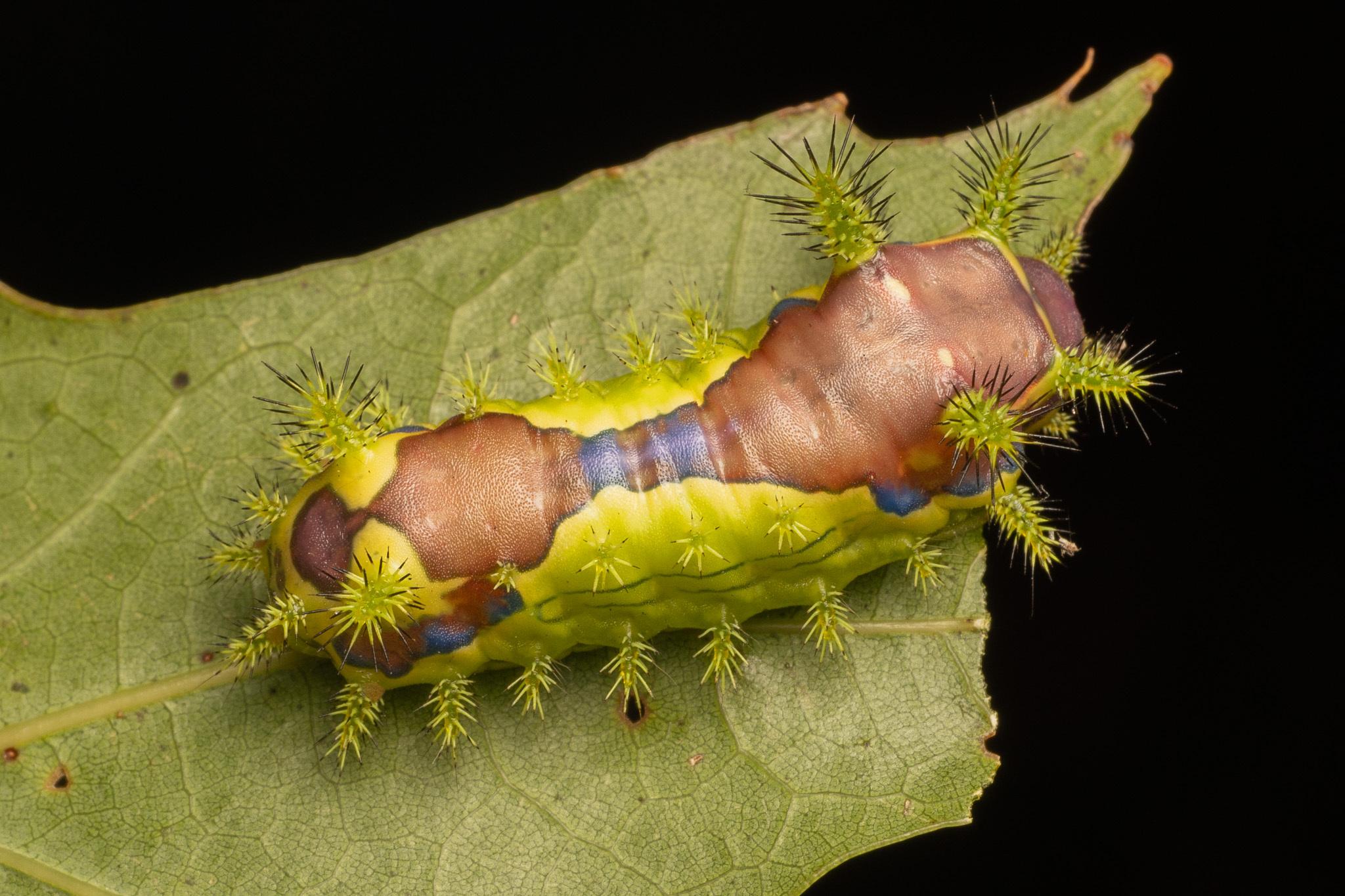 Monema flavescens
