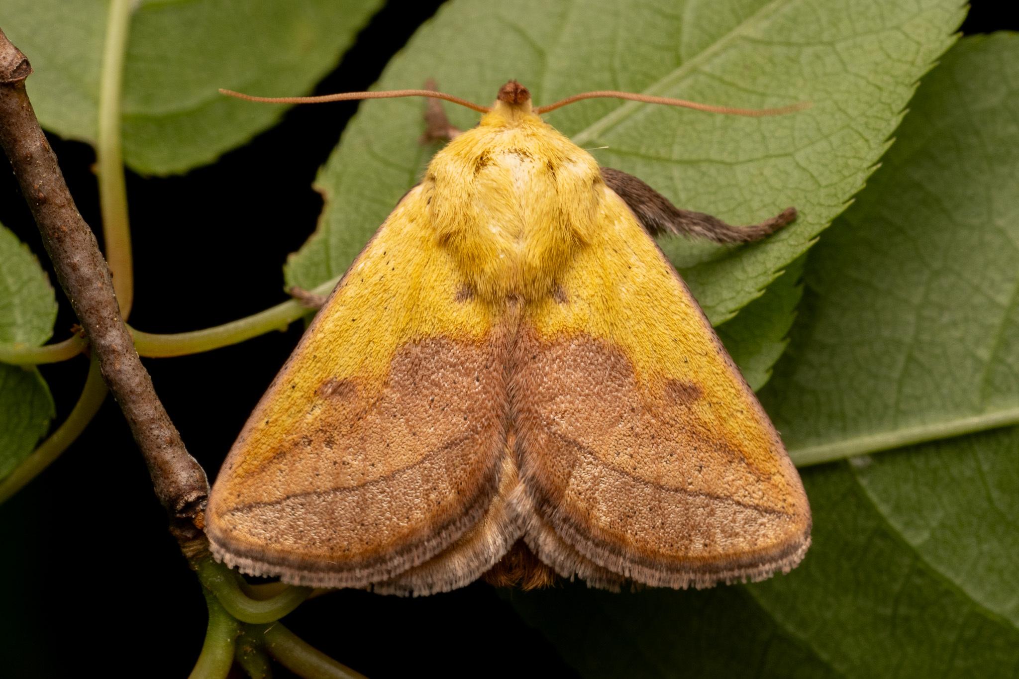Monema flavescens