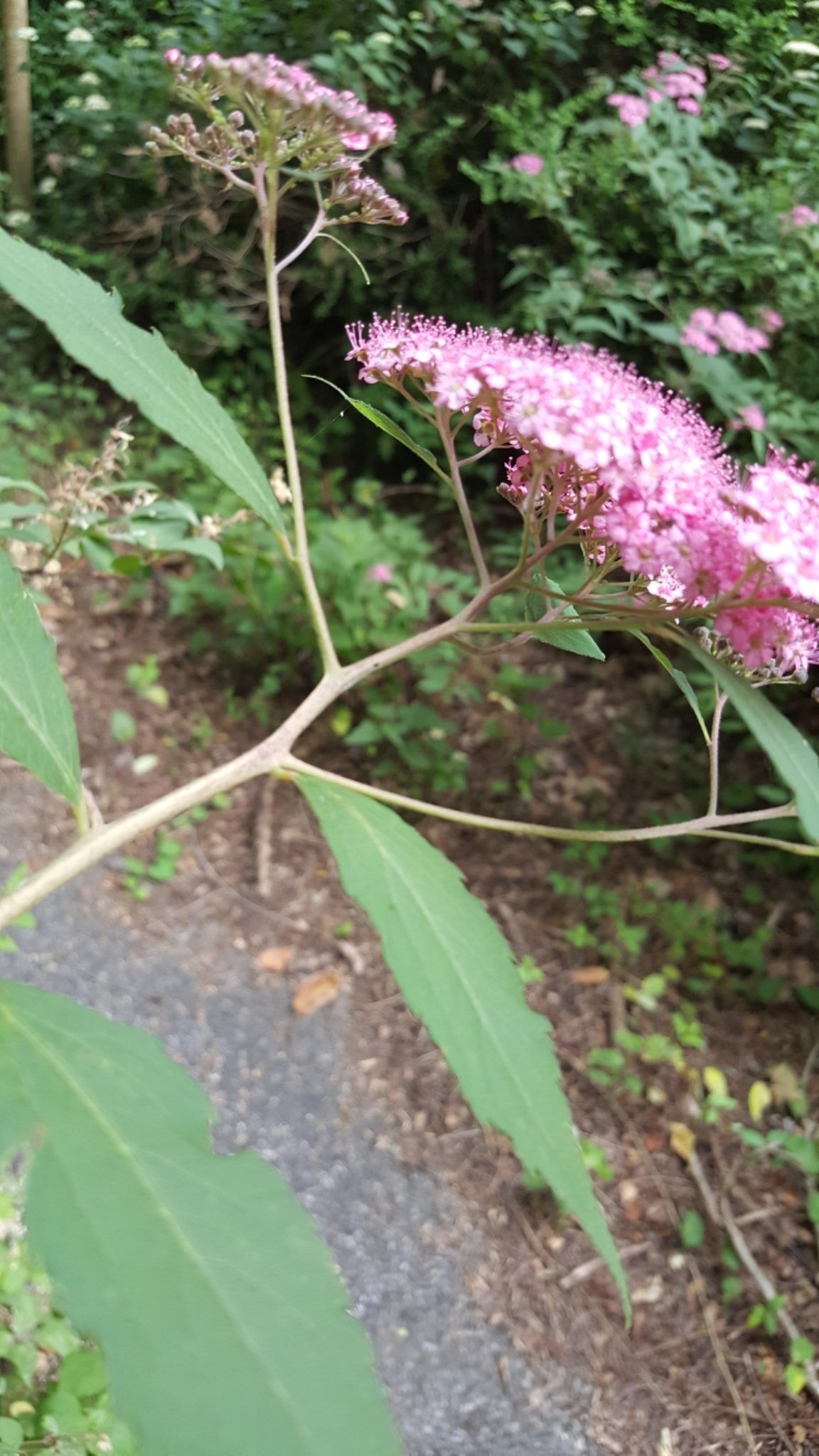 Spiraea japonica